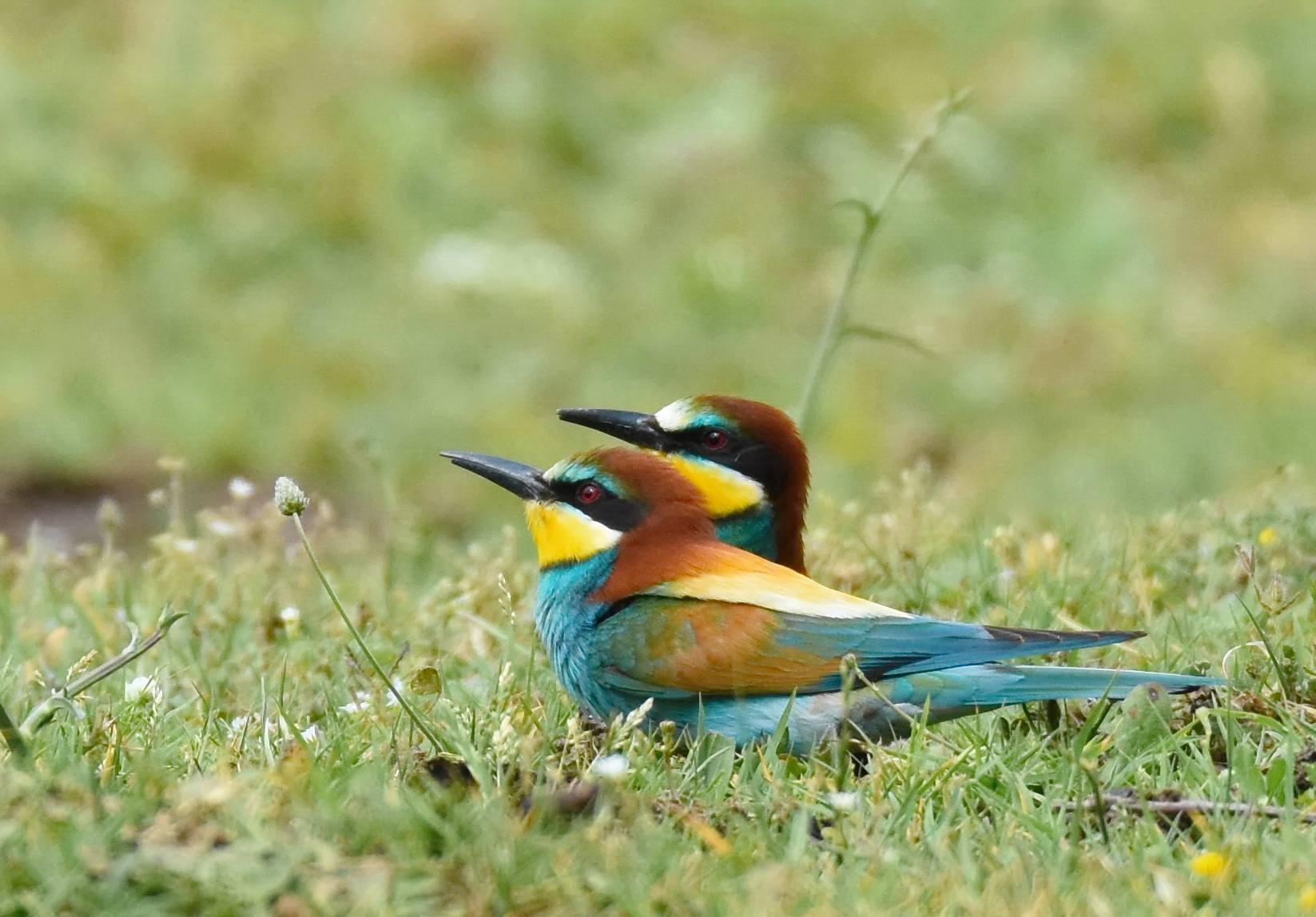 Bee-eaters to rest...