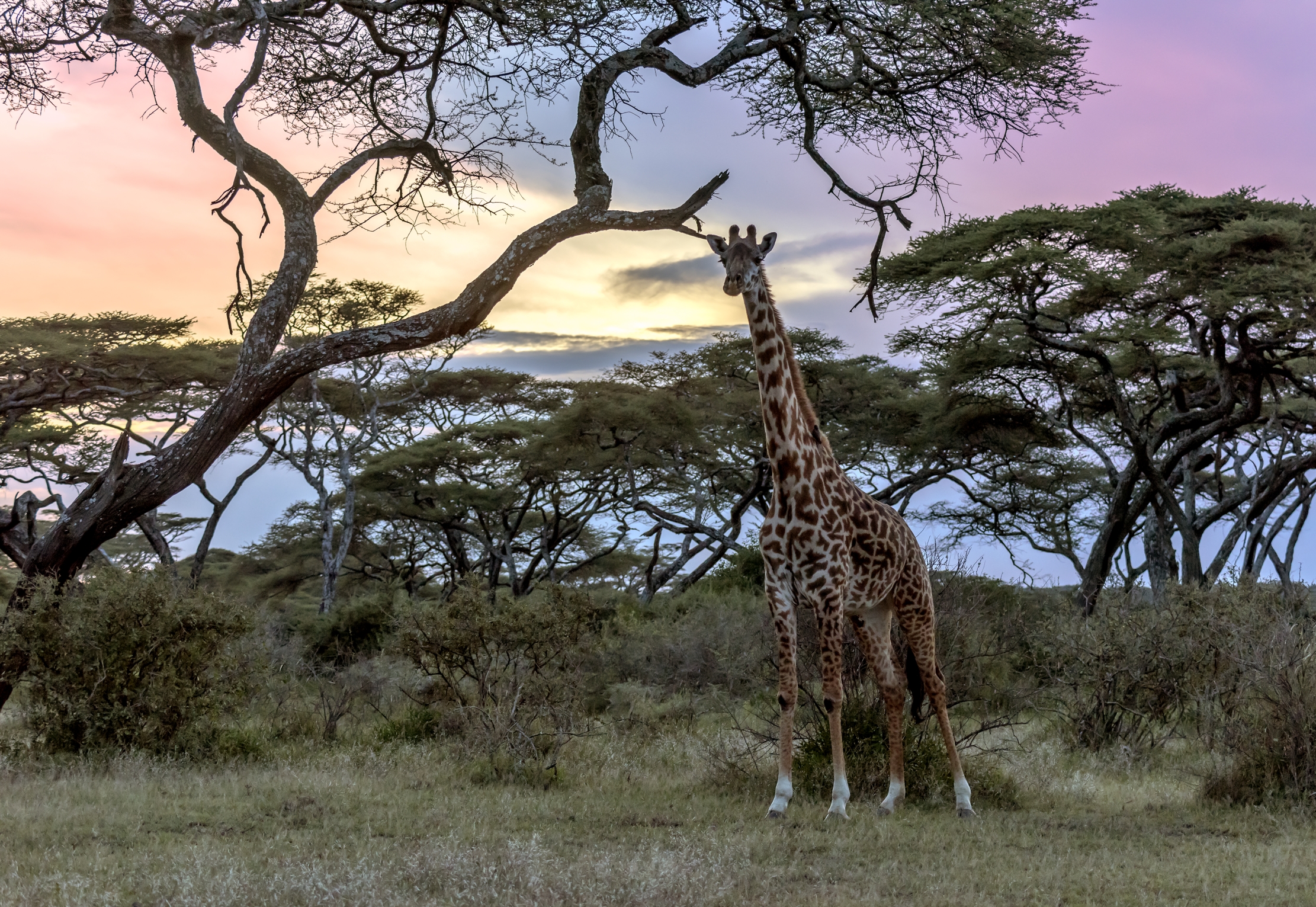 Tanzania 2016 - Guardando il tramonto...
