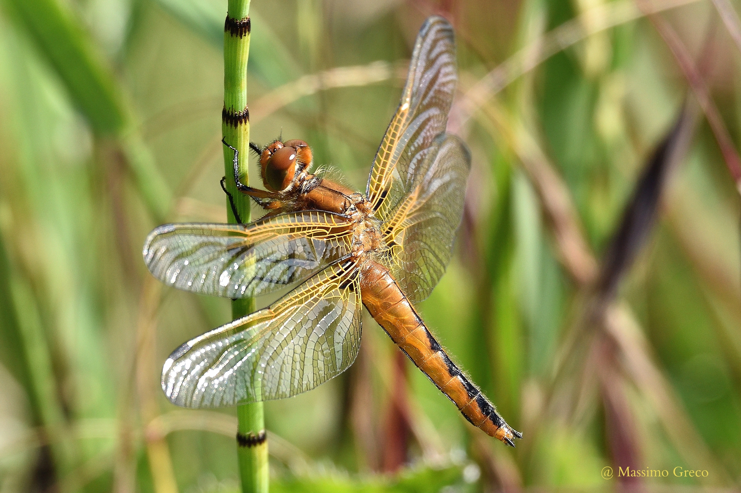 dragonfly fulva...