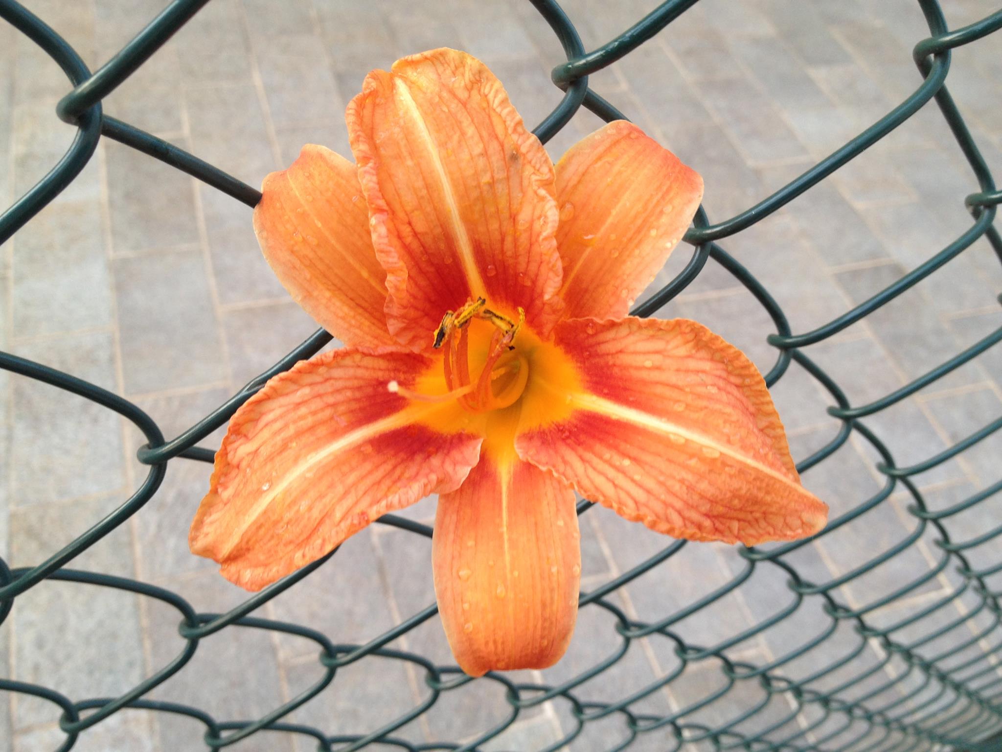Wild lily imprisoned in a fence...