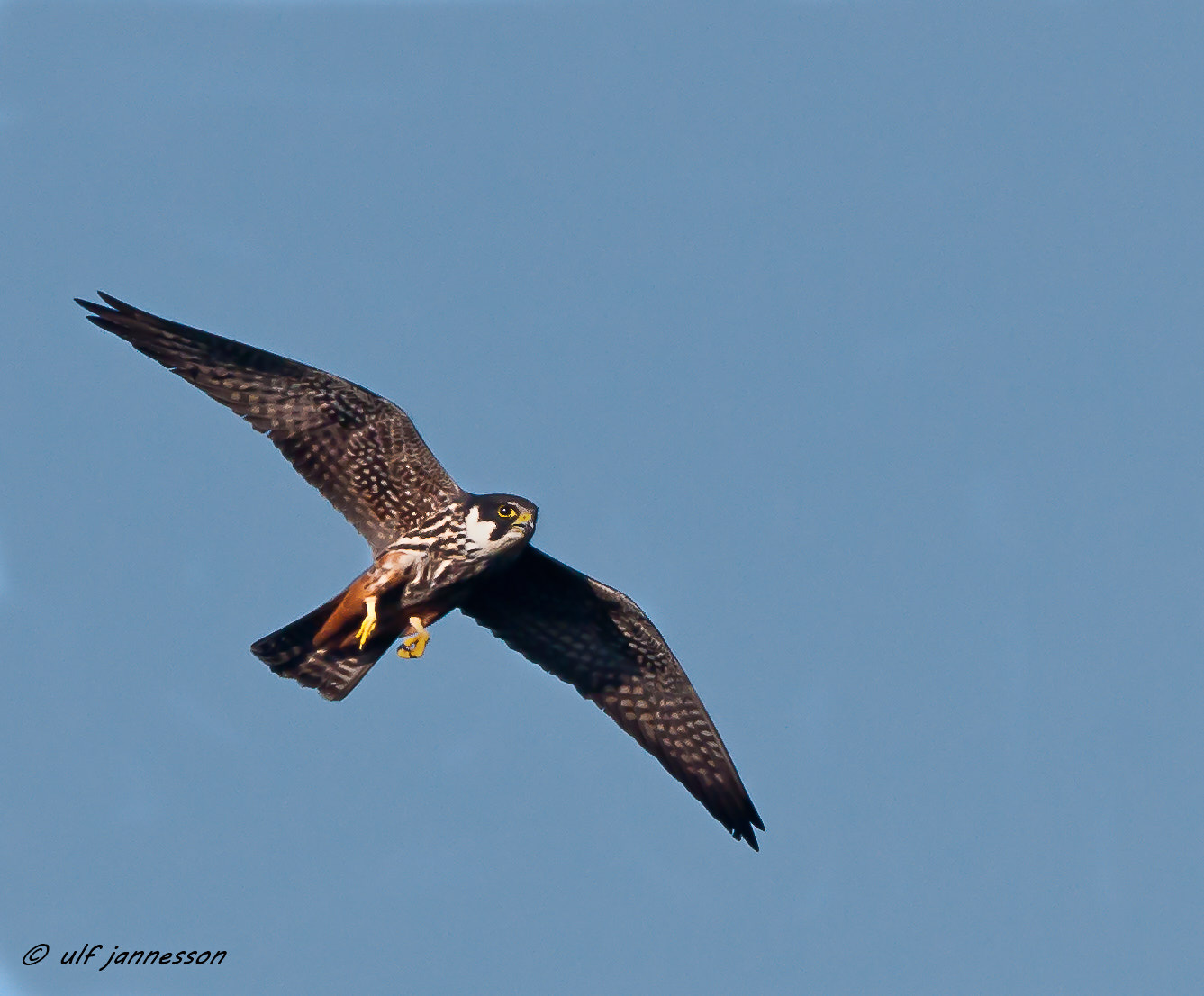 Hobby flying up in the sky...