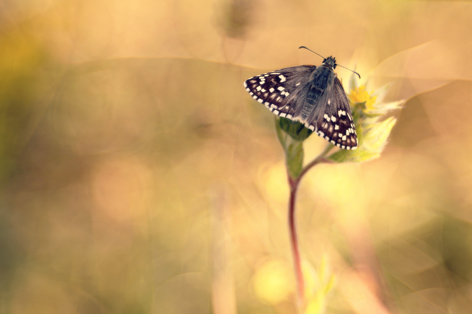 Warm tones of late Spring...