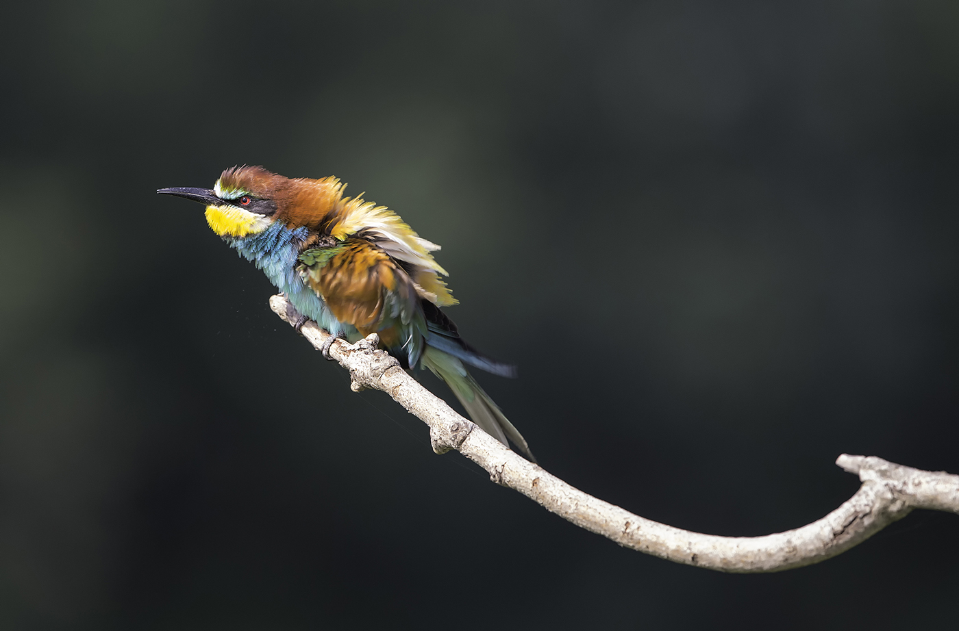 Bee-eaters Scrivia...