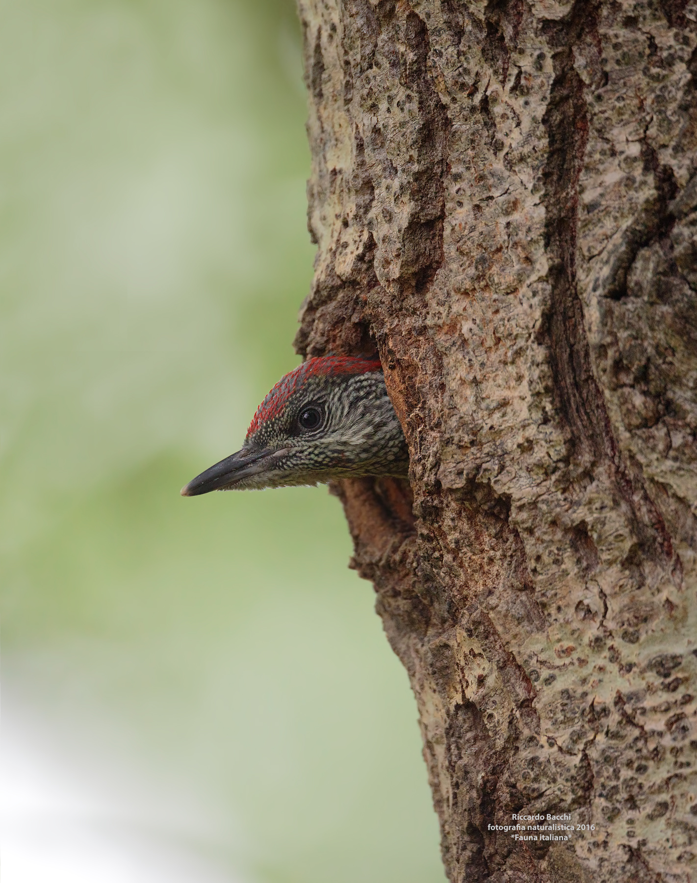 Green Woodpecker nest in a trunk of White Poplar...