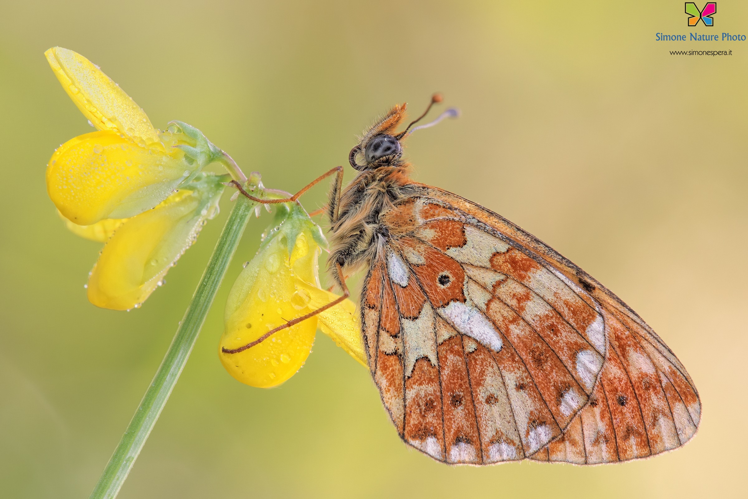 Boloria euphrosyne (Linnaeus, 1758)...