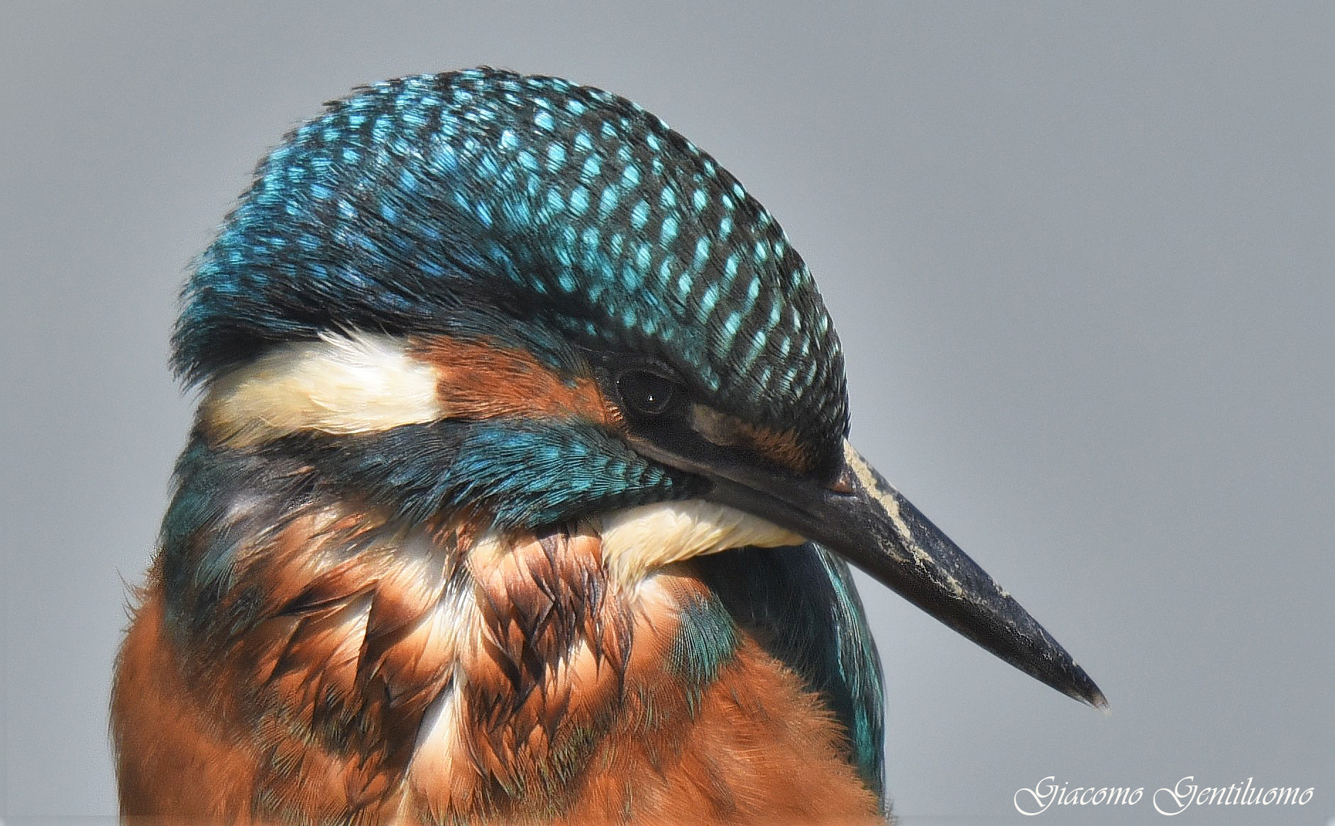 portrait of Kingfisher...