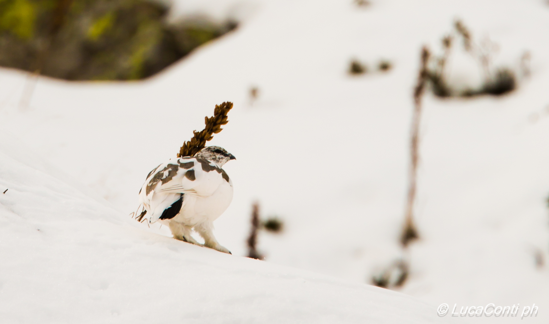 Ptarmigan female (valsassina)...