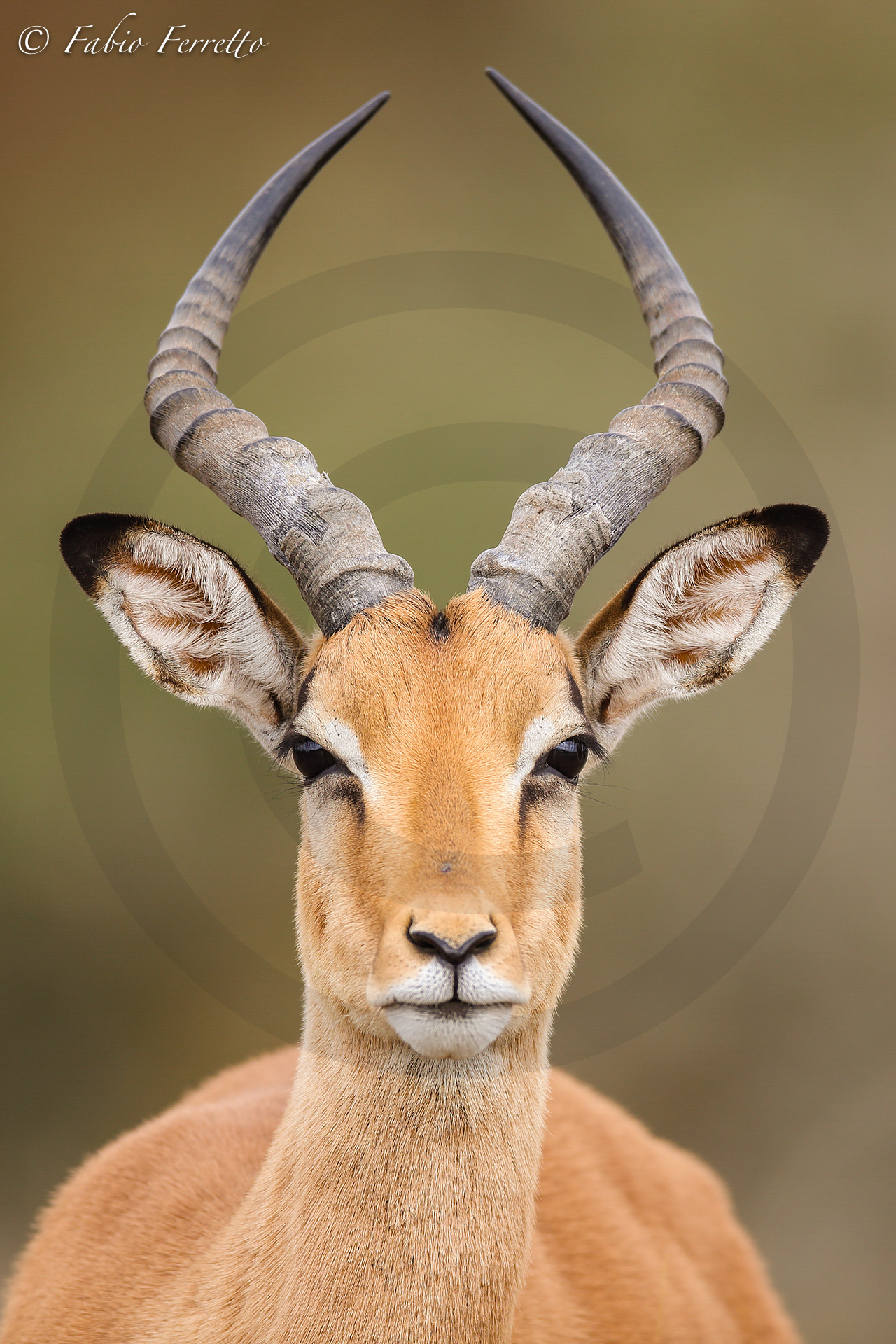 Portrait of impala...