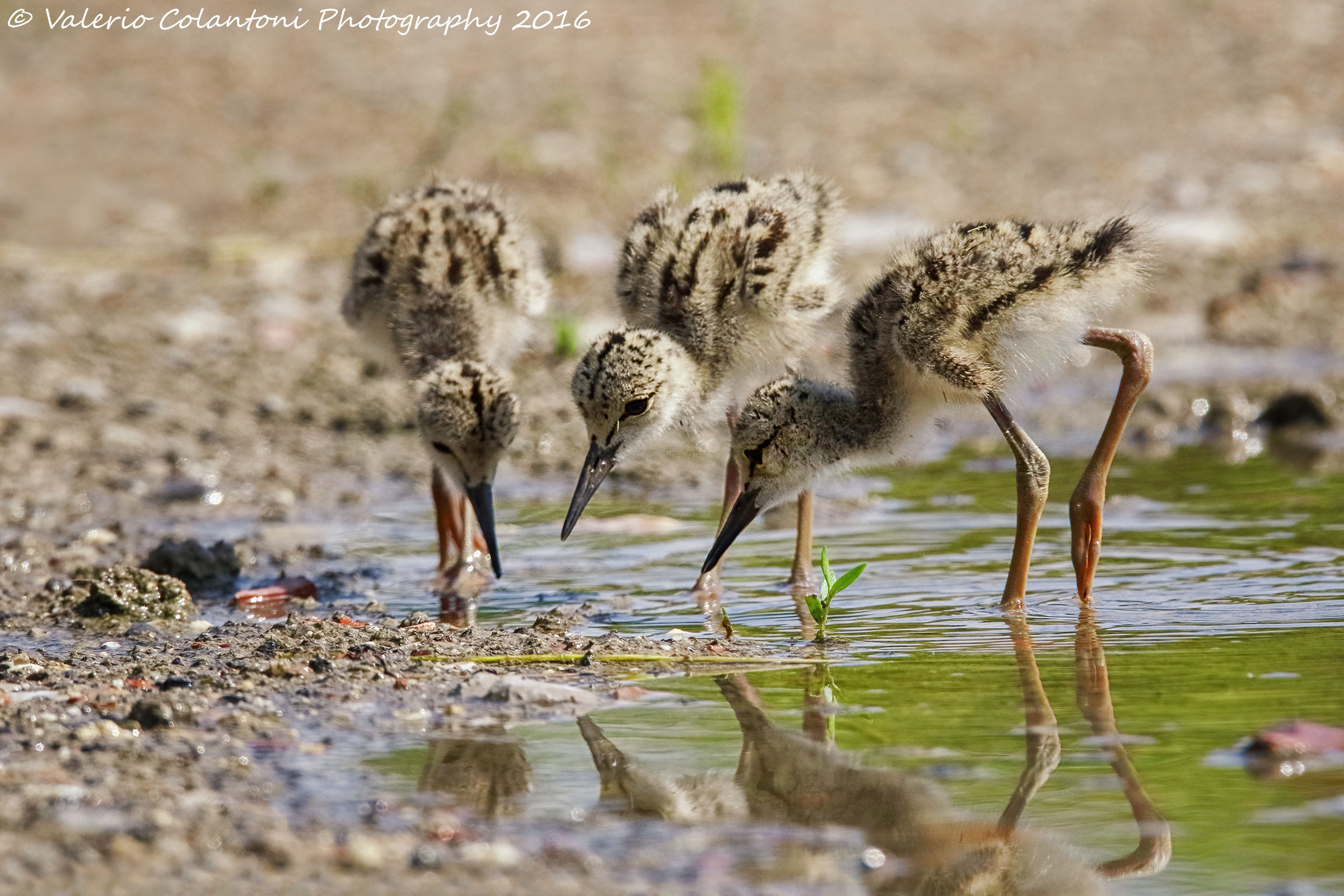 Three little musketeers ......