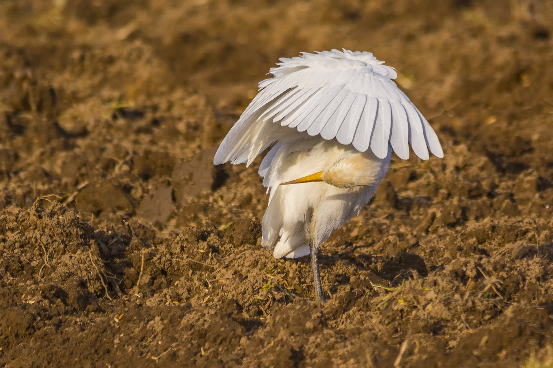 egrets: the flight mattuttino...