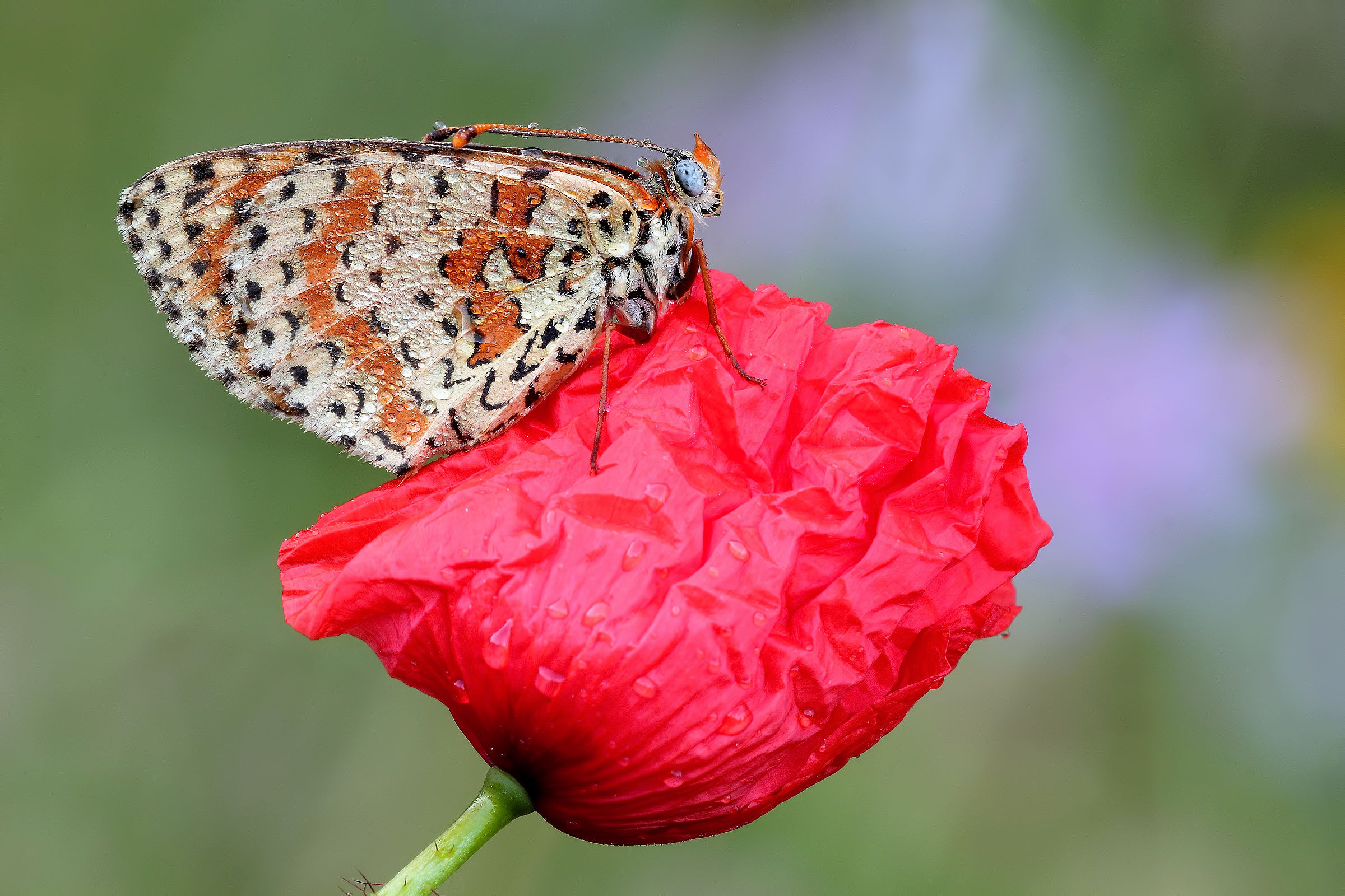 Red Poppy !!!...