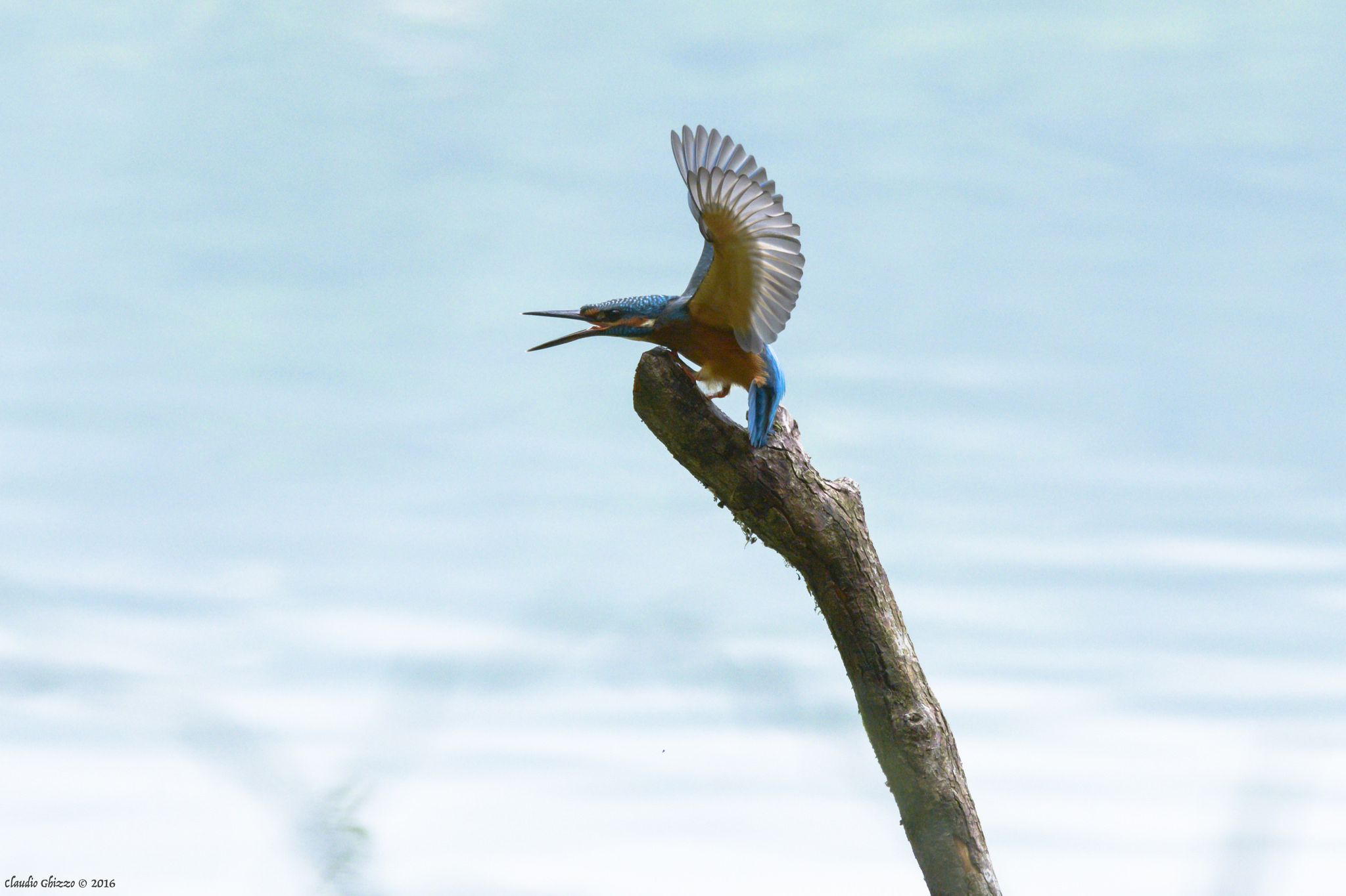 The king fisher's beauty...
