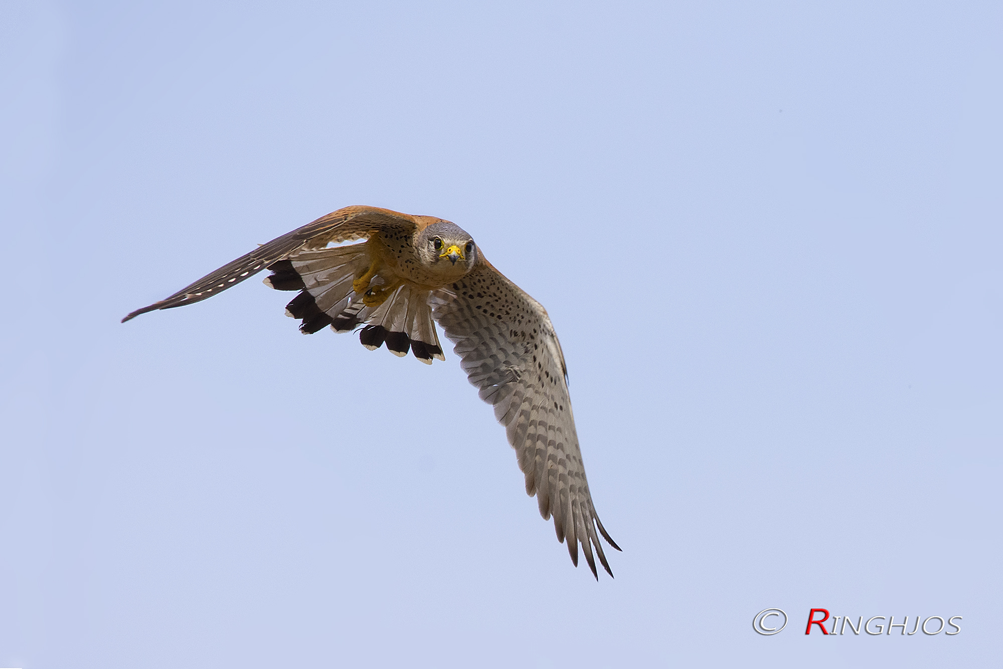 The flight of the Kestrel...
