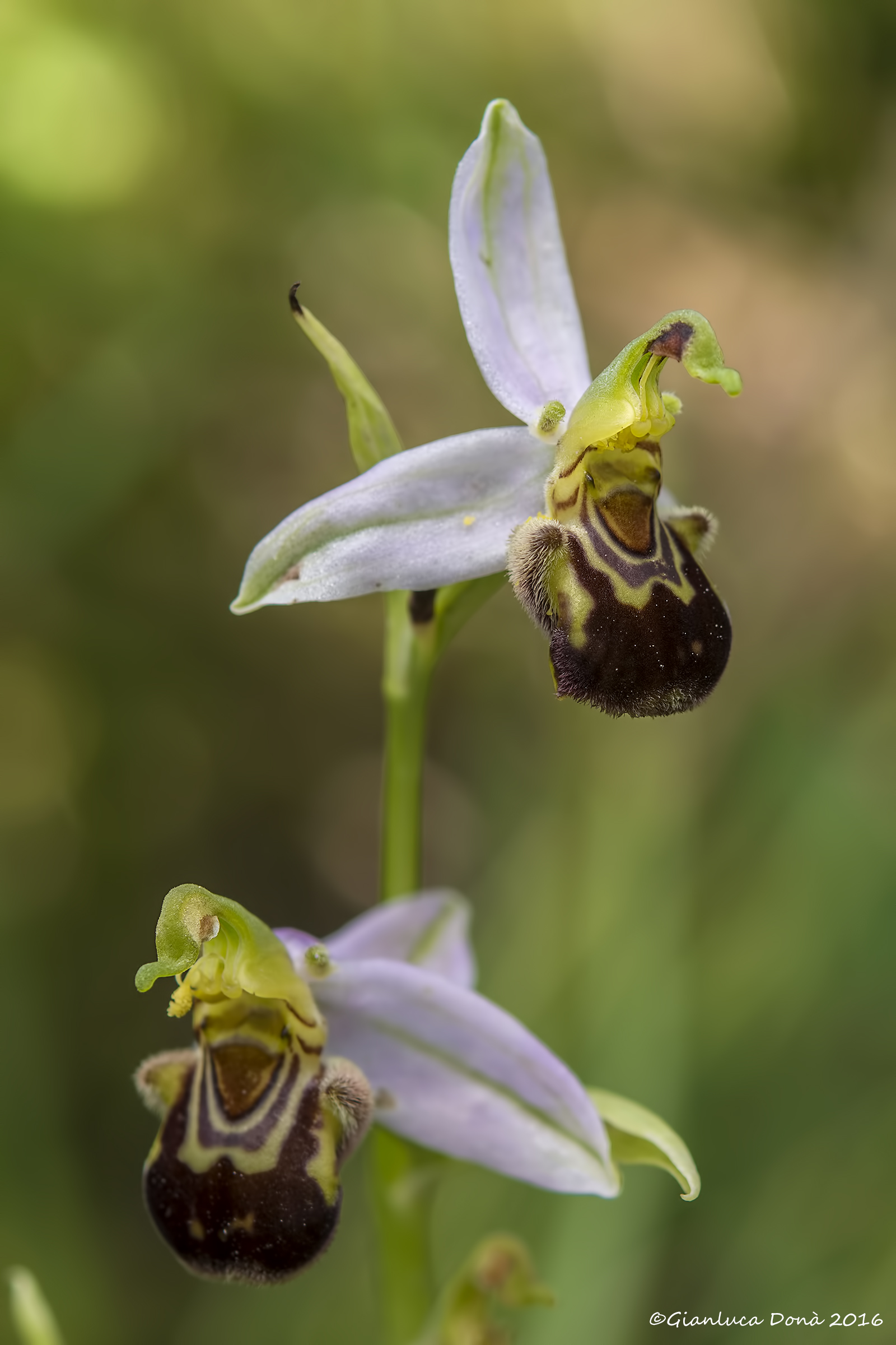 Bee Ophrys Huds., 1762...