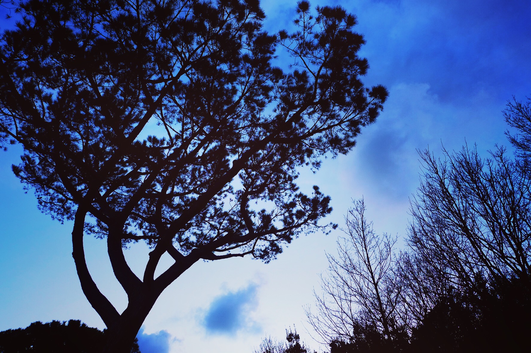 Sky roots...