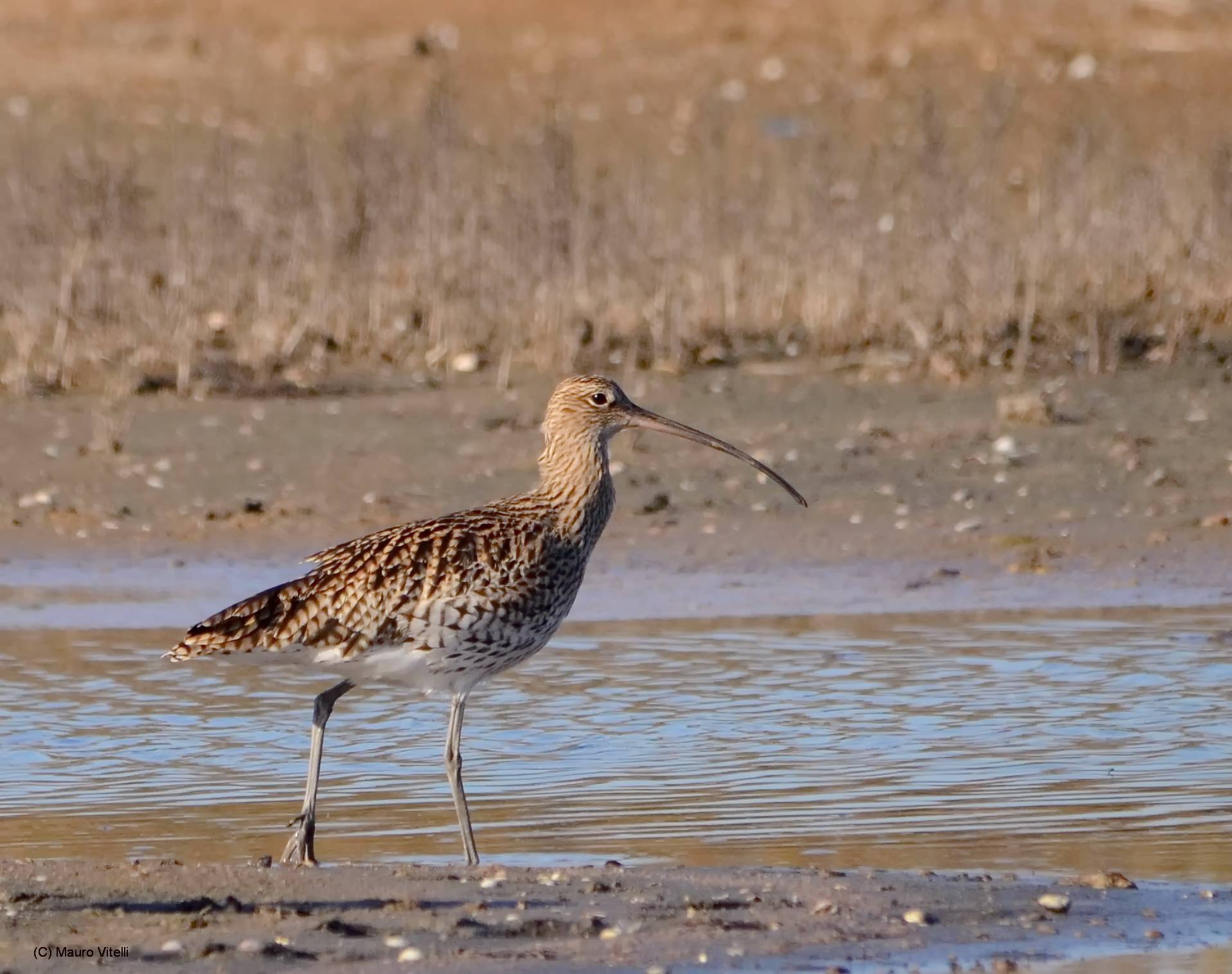 Curlew...