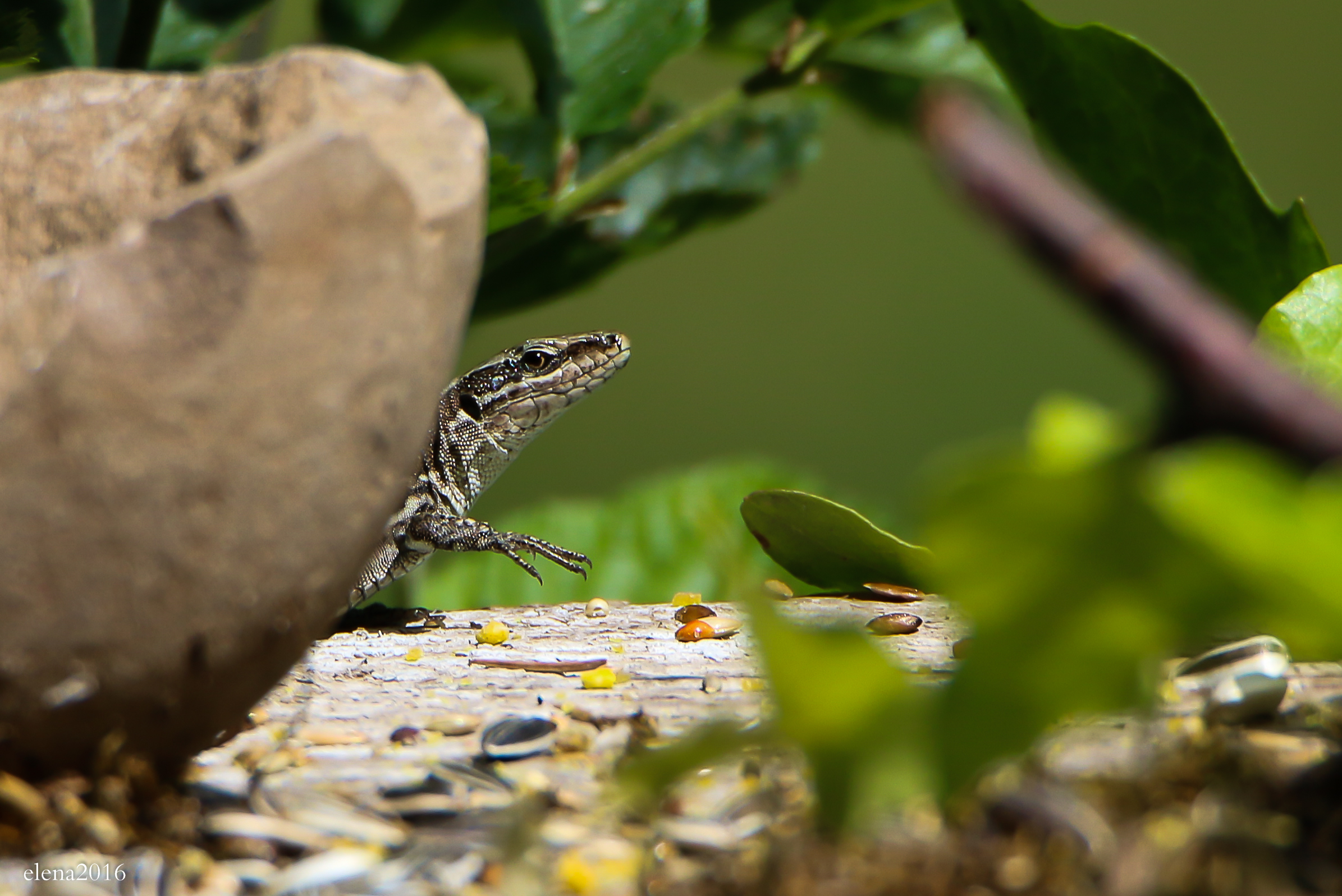 Lizard in the garden...