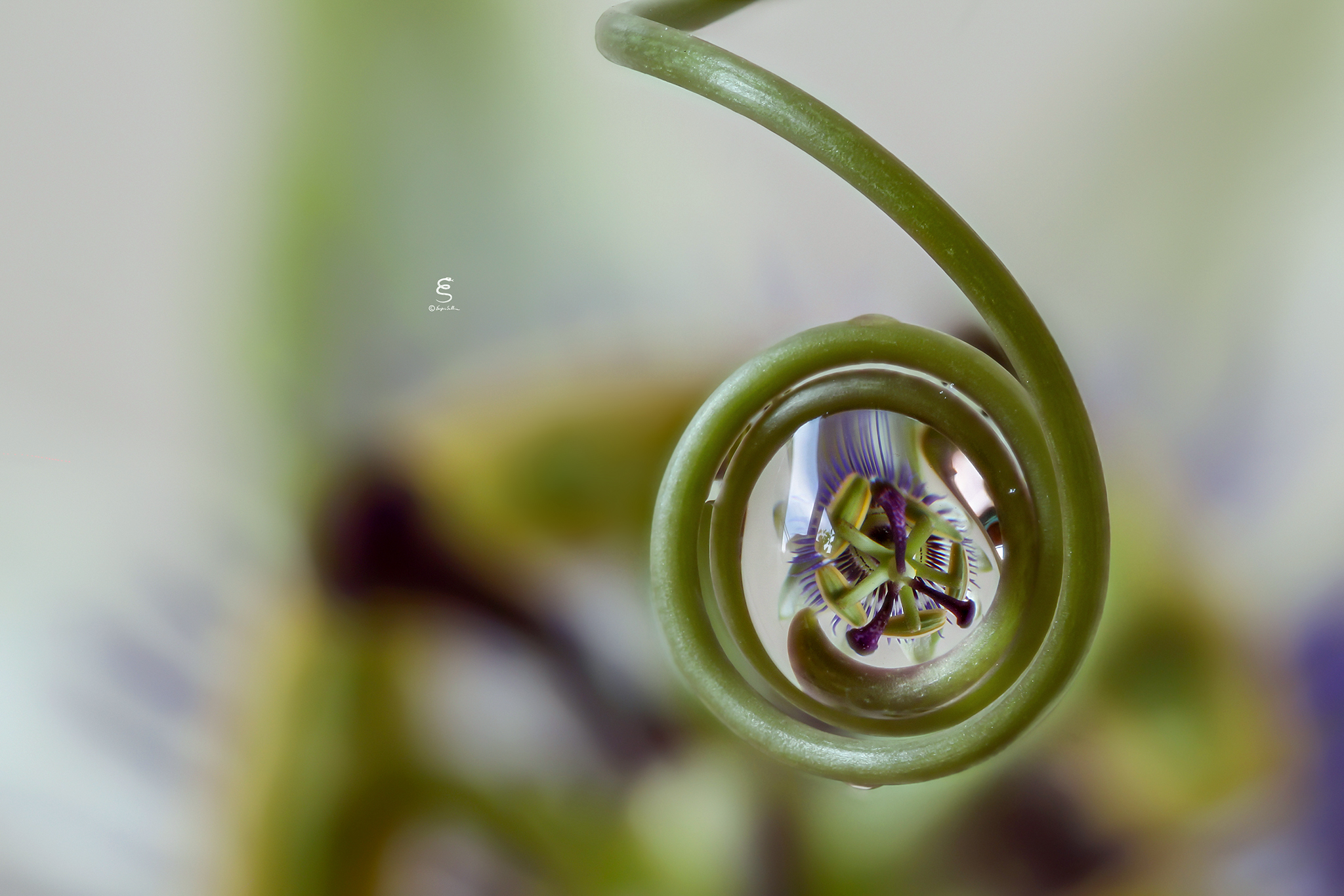 Passiflora reflected in his own vine...
