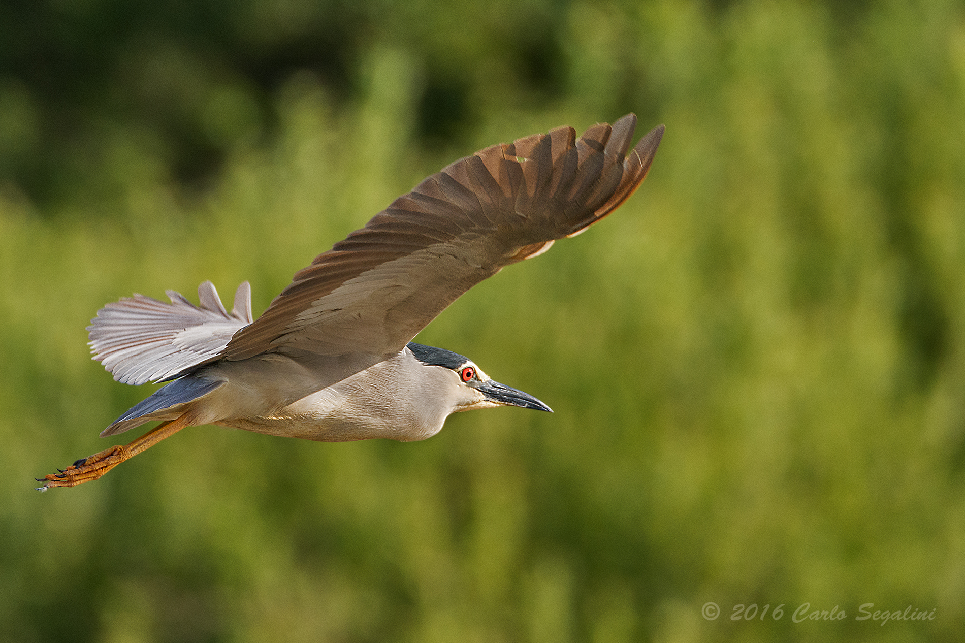 Night Heron in flight...