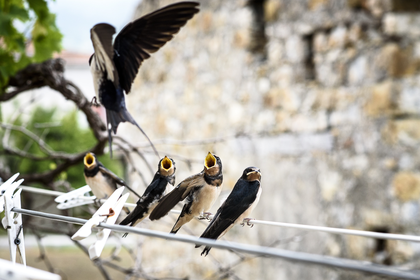 Hawks and the Sparrows...