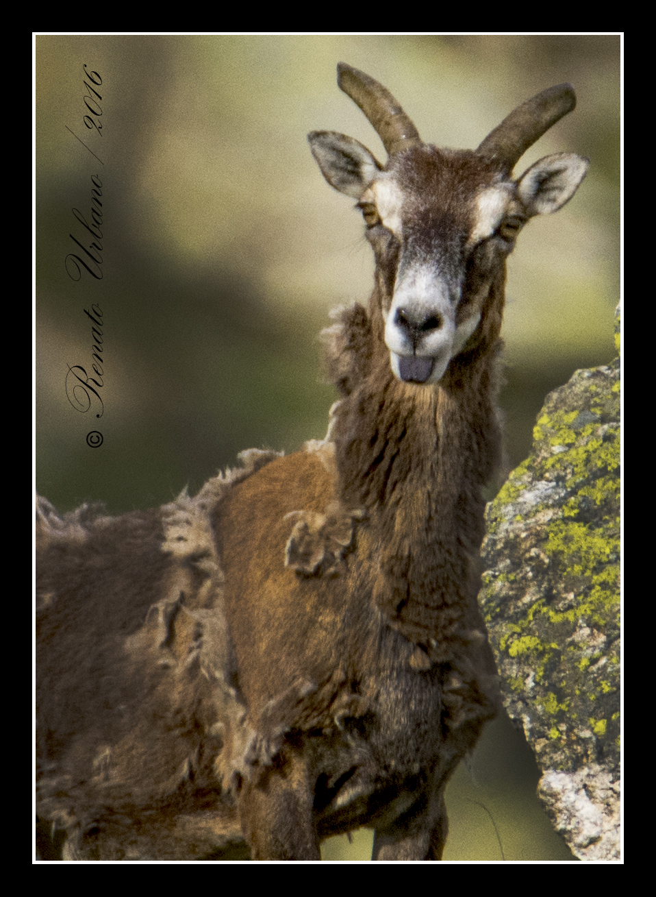 The sneer of mouflon...