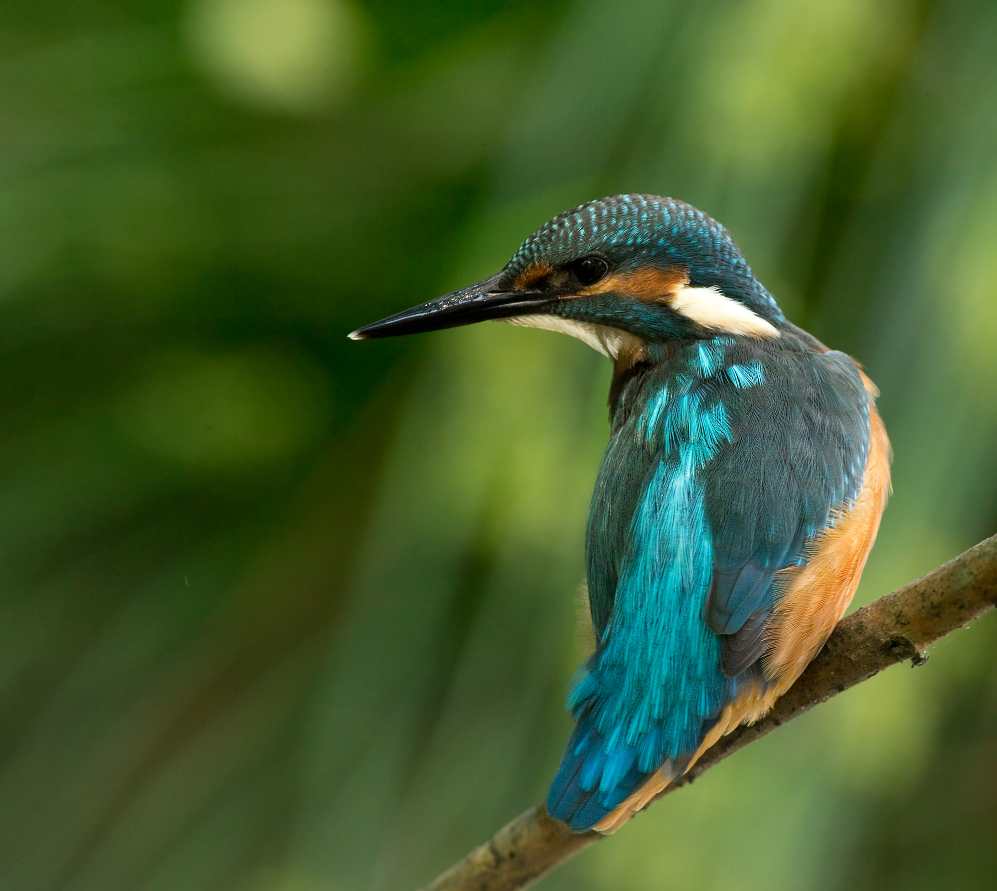 kingfisher...