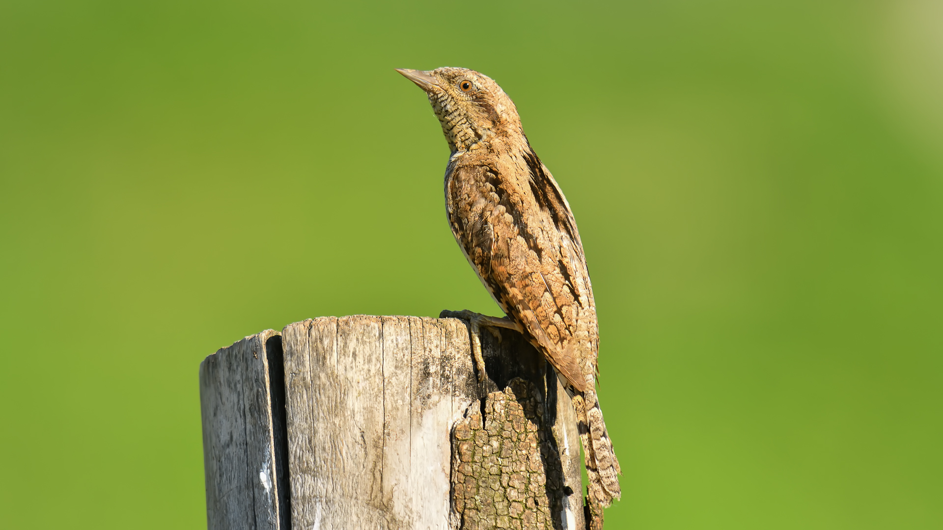 Jynx torquilla » Wryneck...