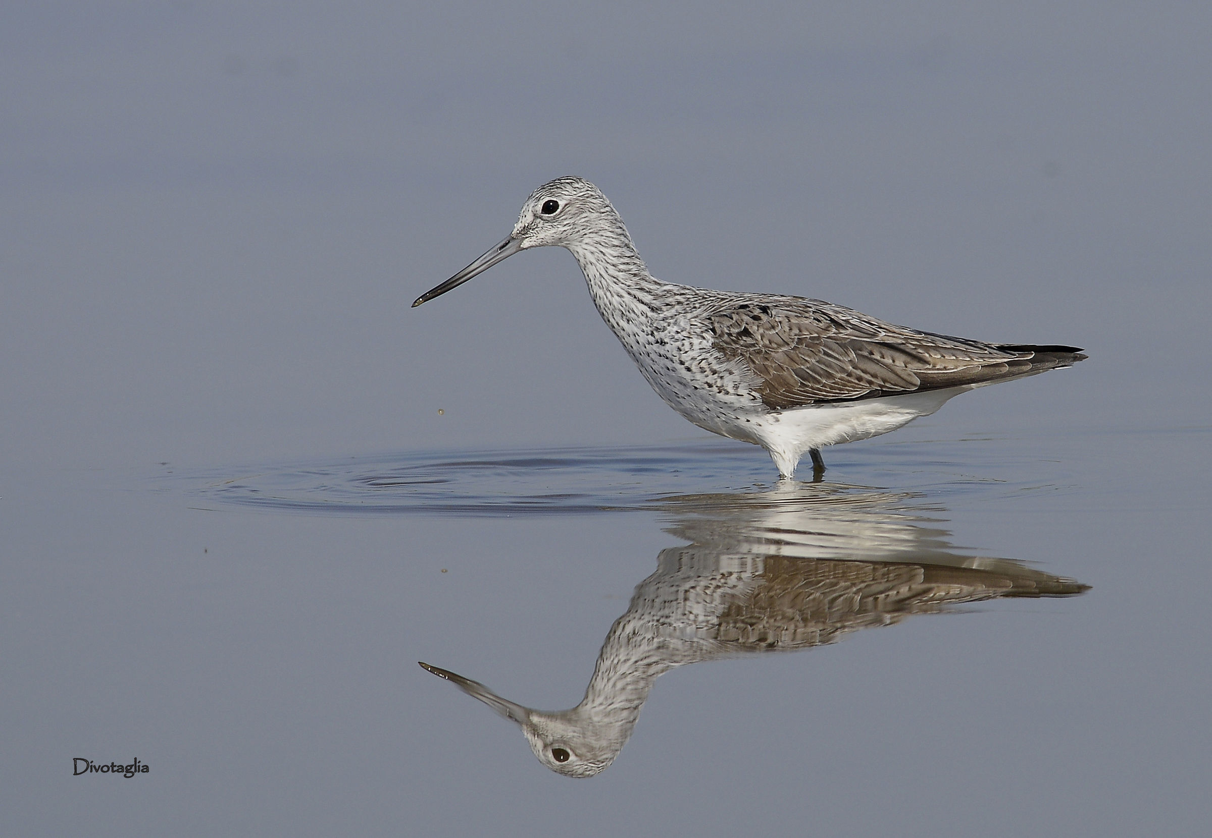 pantana reflected...