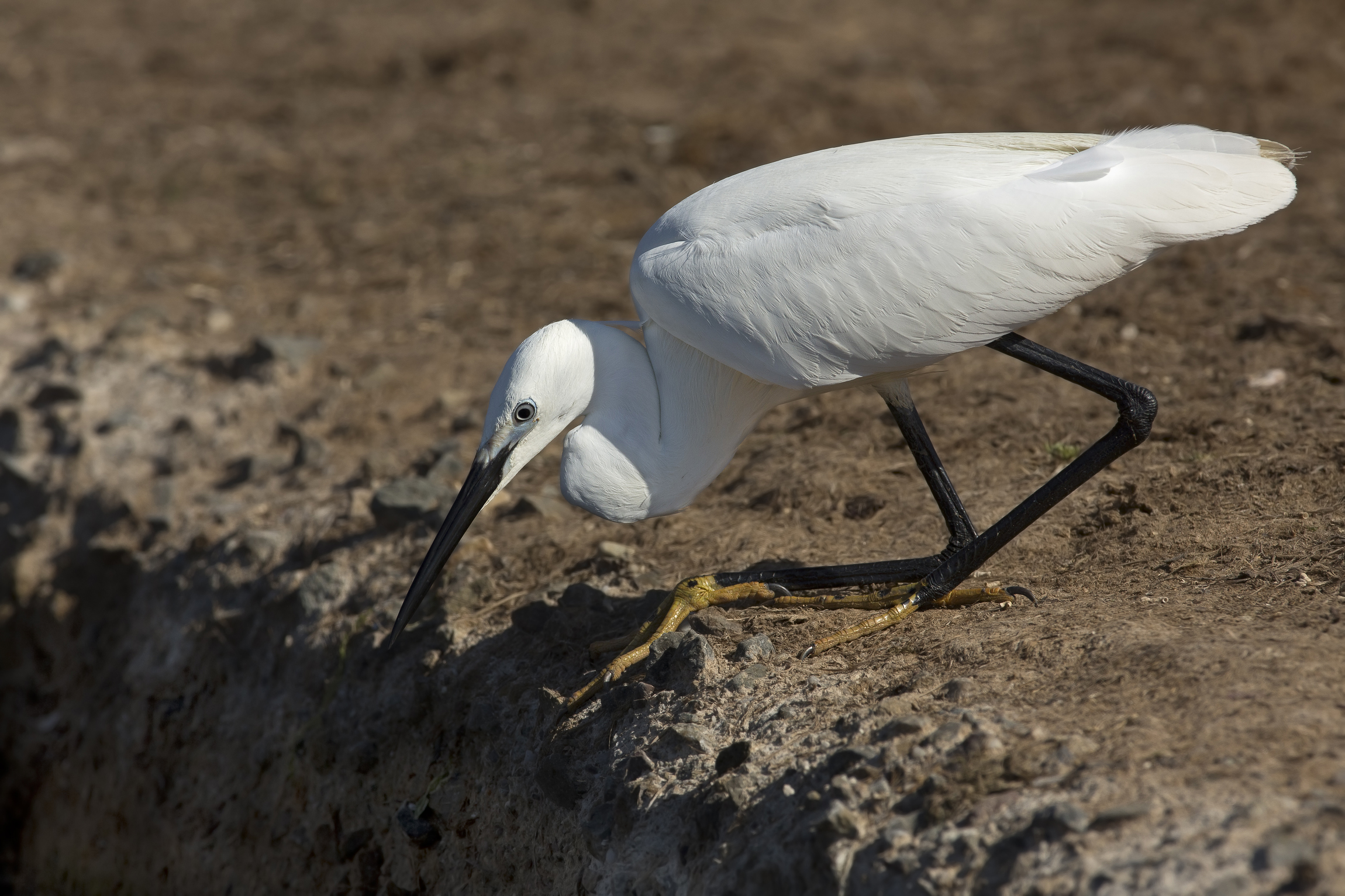 egret in ambush...