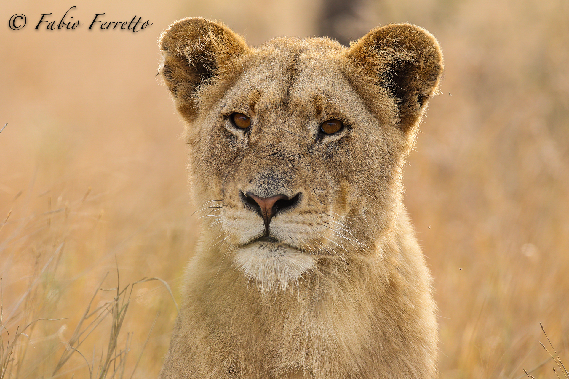 Portrait of lioness...