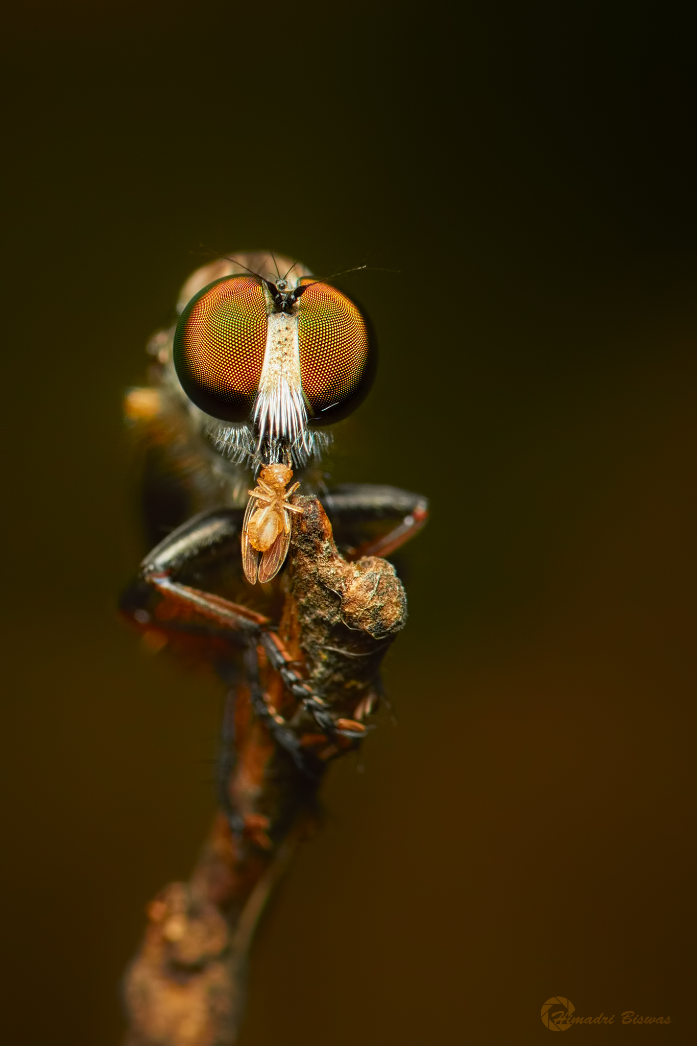 Robber fly with catch...