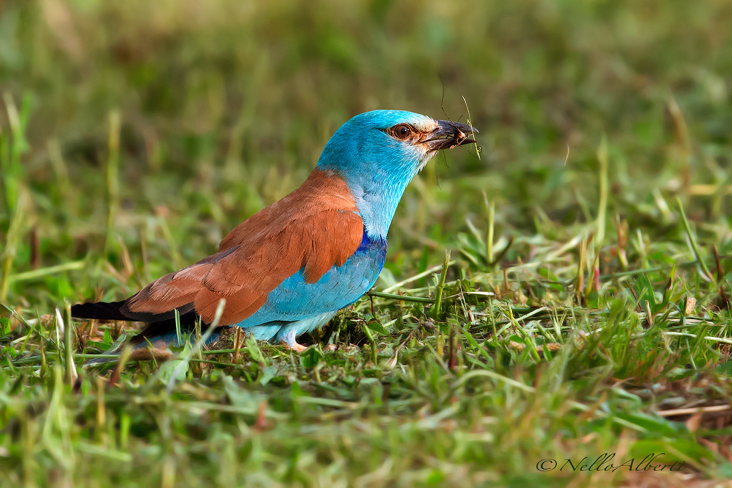 European Roller with small prey...