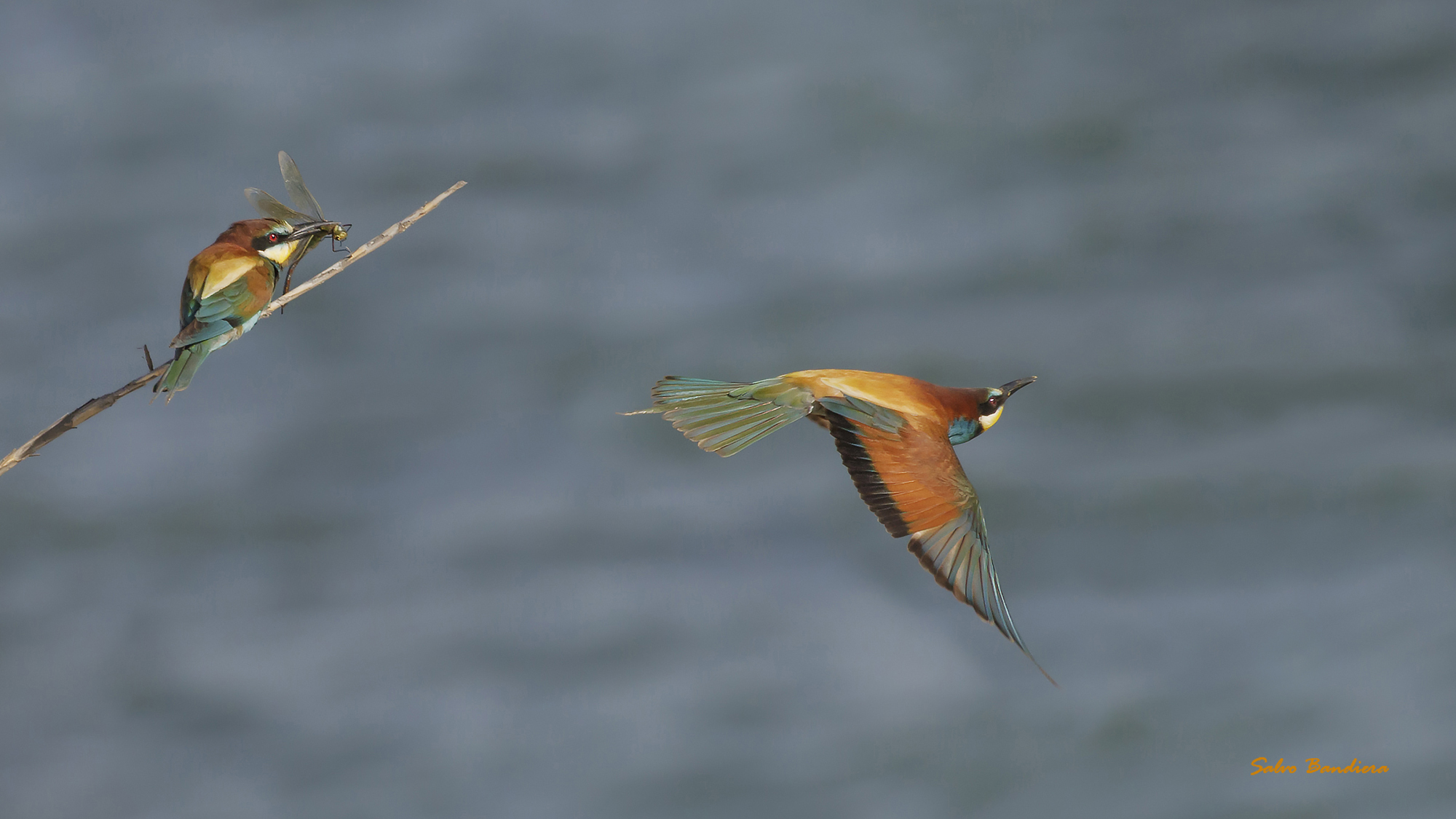 ... Bee-eaters (Merops apiaster)...