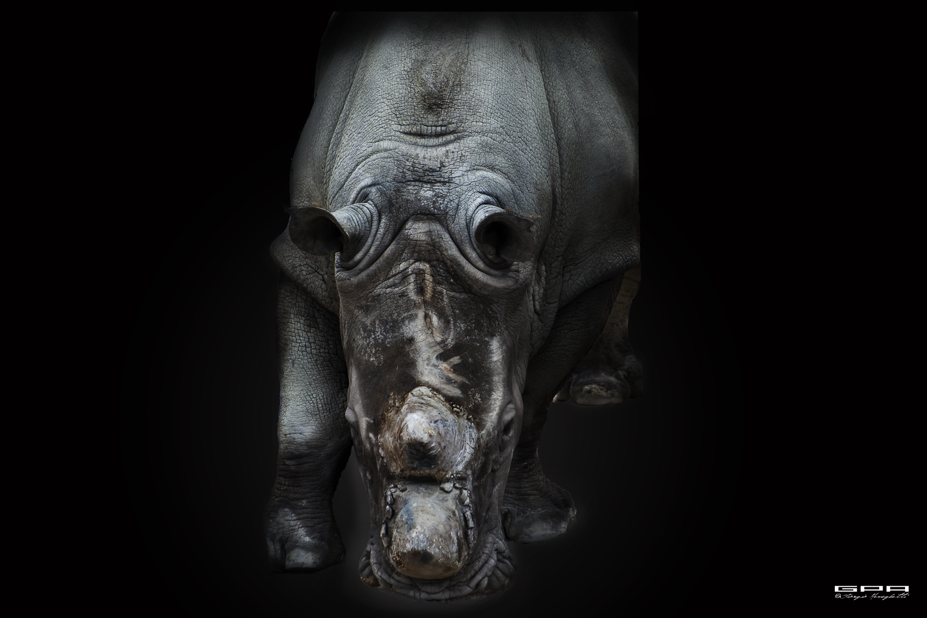 Rinoceronte...