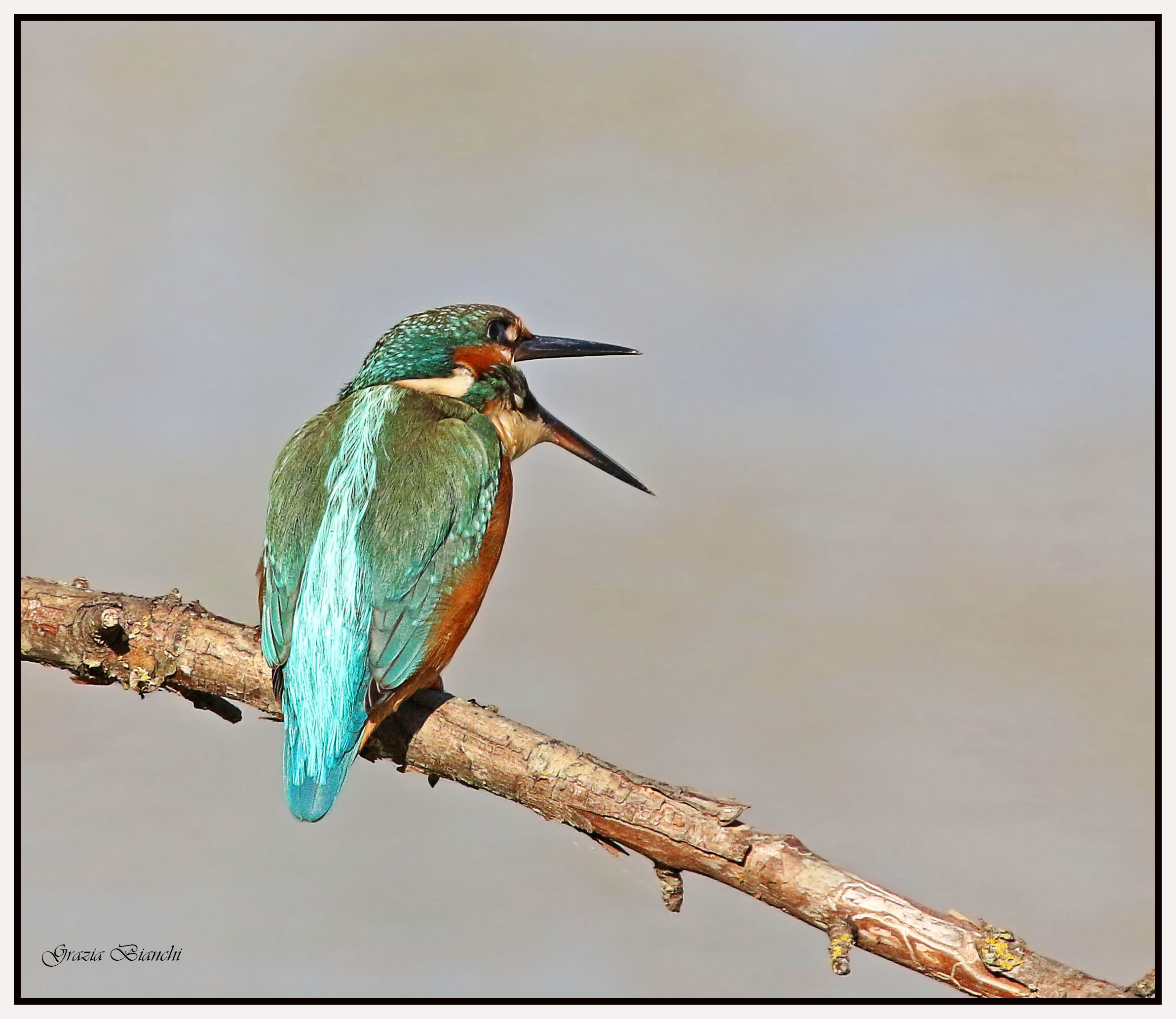 Parco della Piana - Martin pescatore che rigurgita borr...