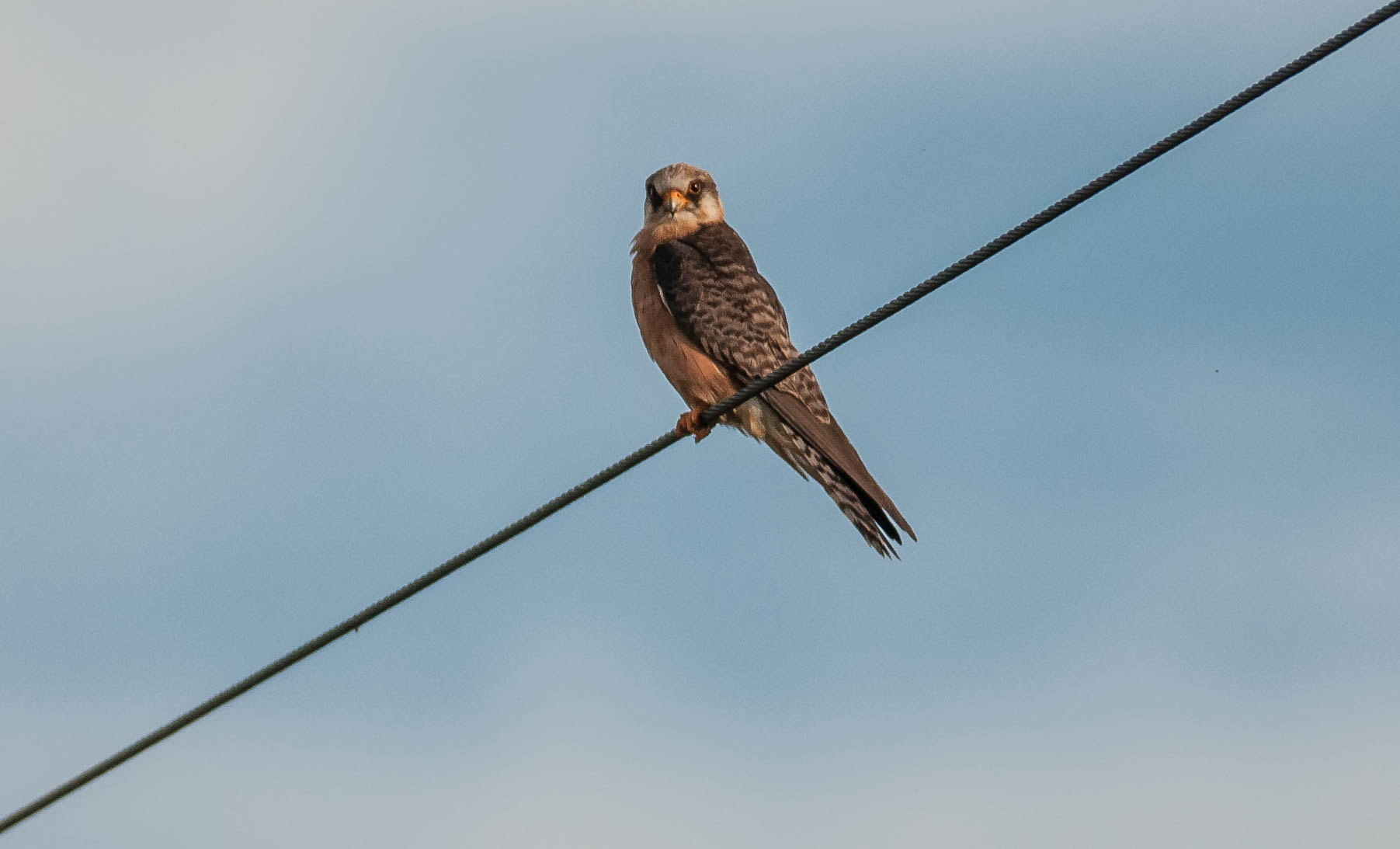 red-footed falcon...