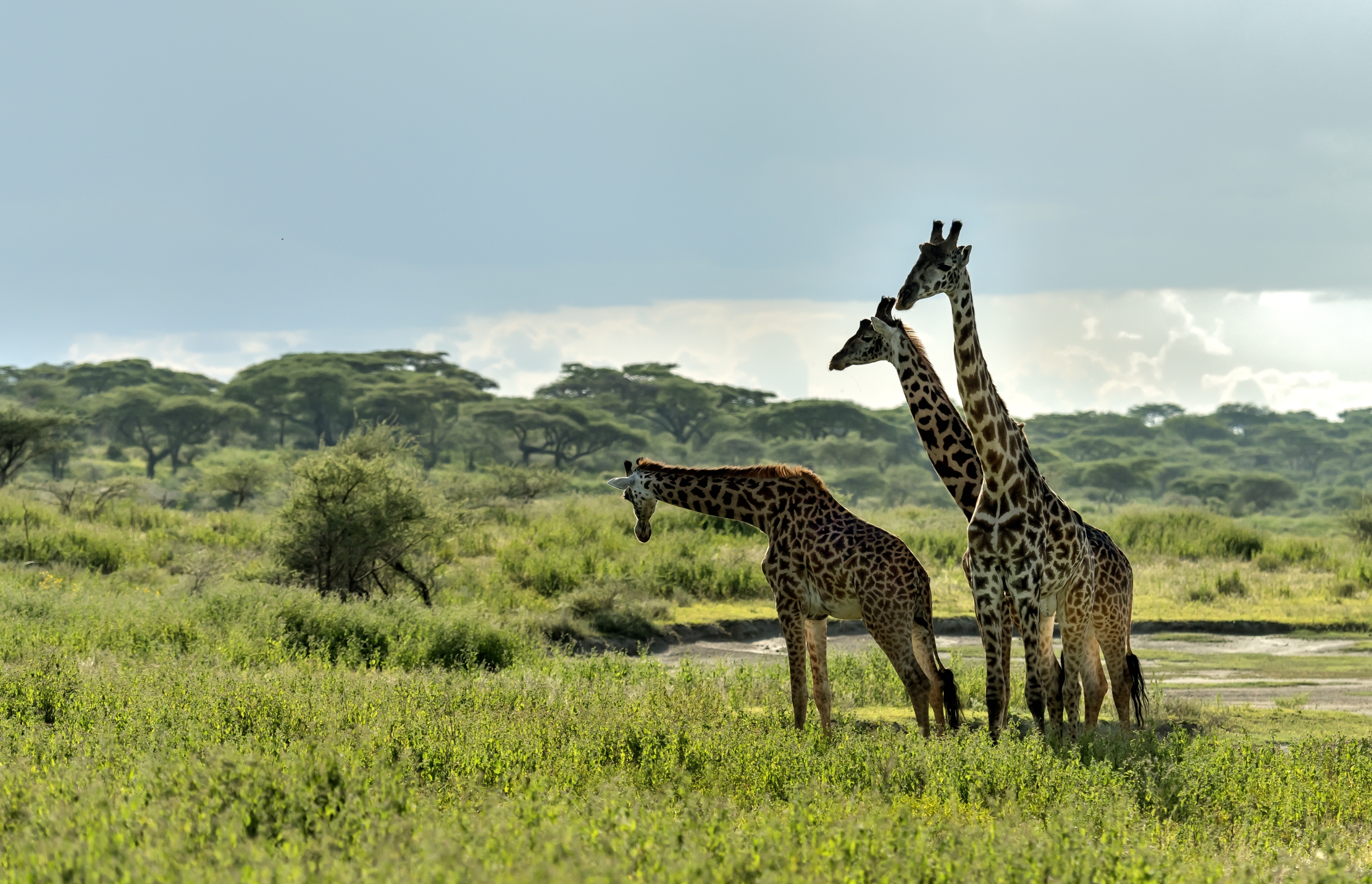 Tanzania 2016 - Giraffe...
