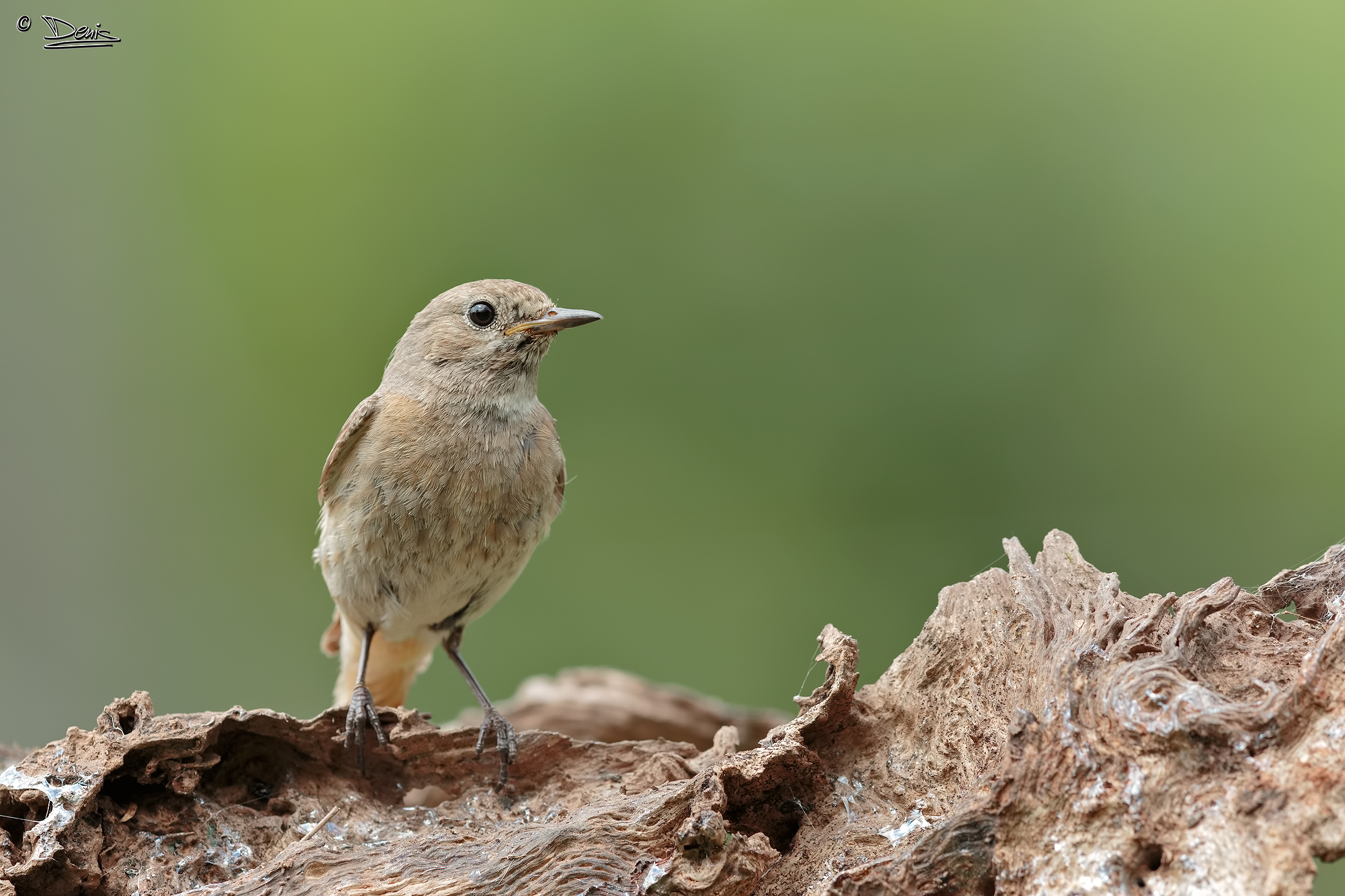 Redstart female...