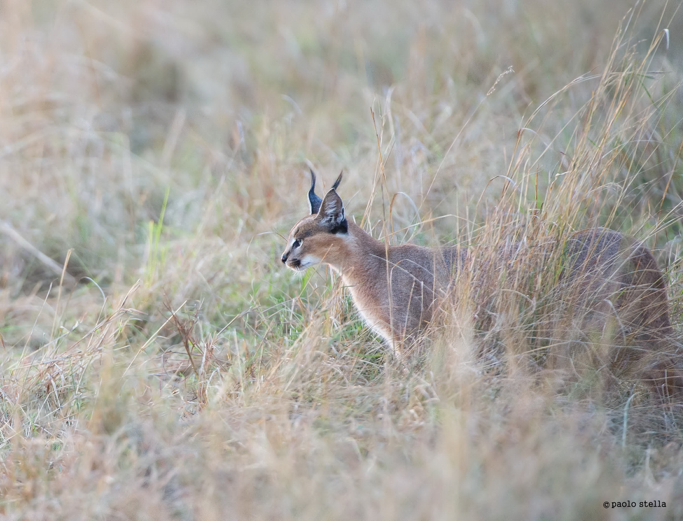 Profile: caracal mother in the bush...