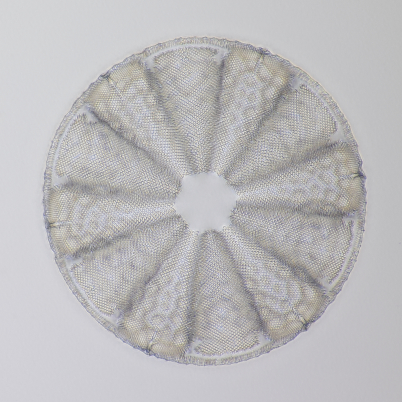 Diatom fossil Oamaru 2...