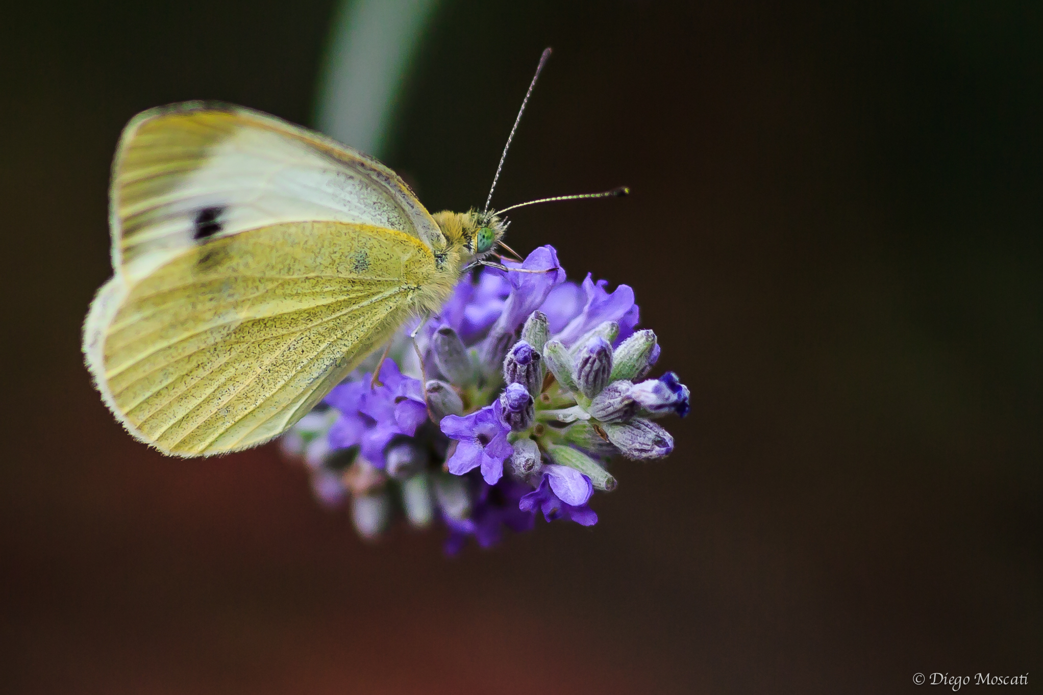 Butterfly on lavender...