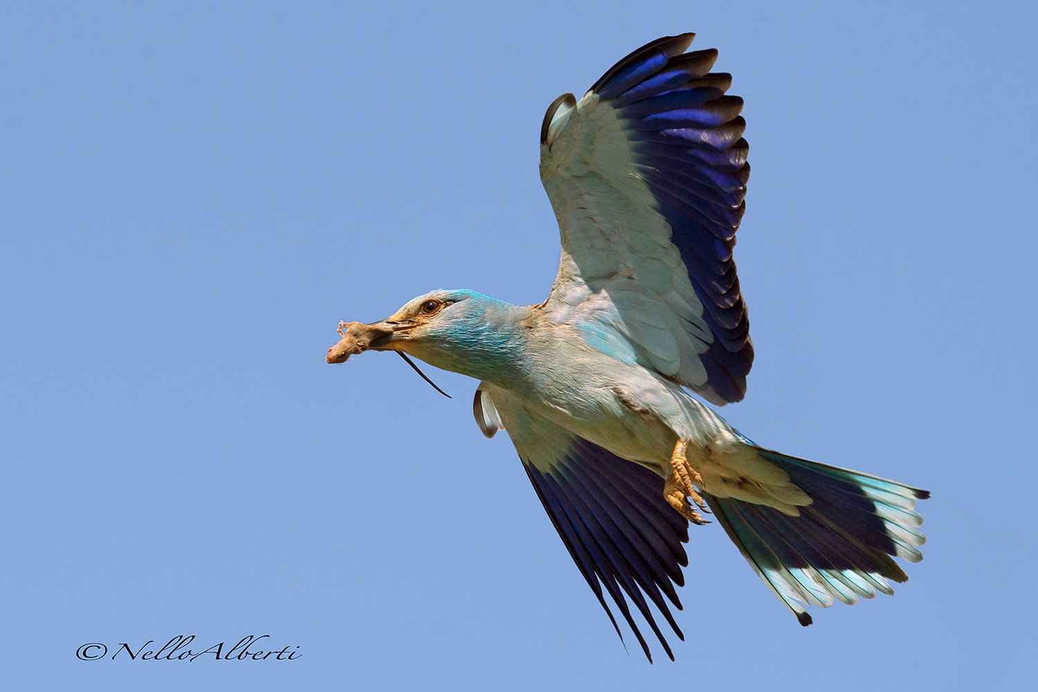 European Roller with mouse country...