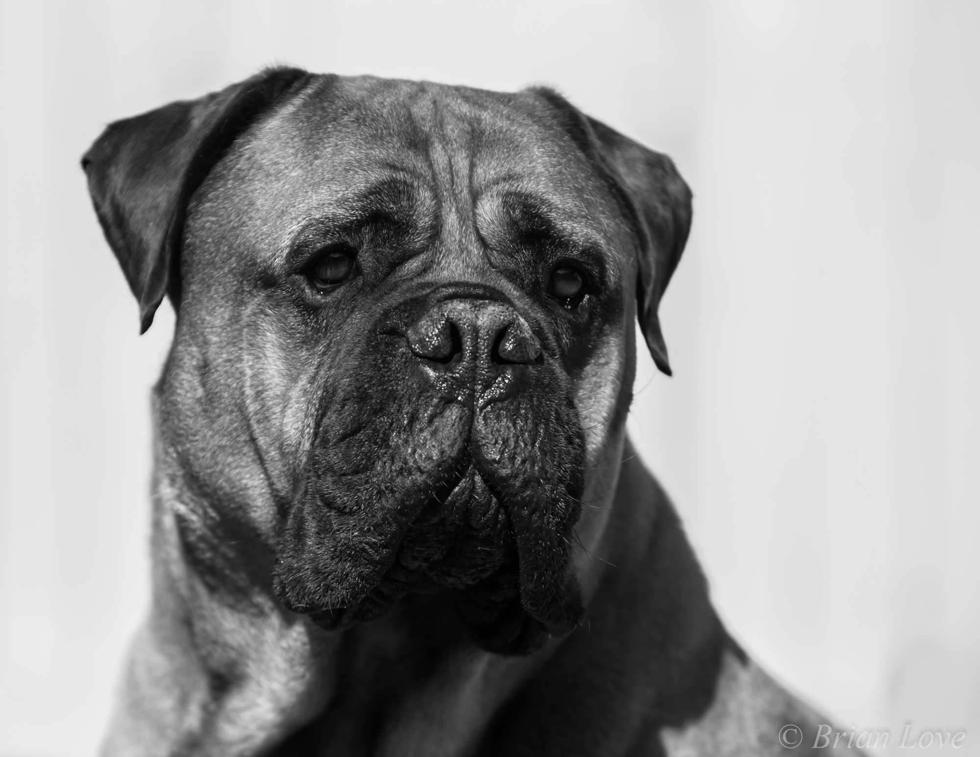 Dexter - Ritratto 2...
