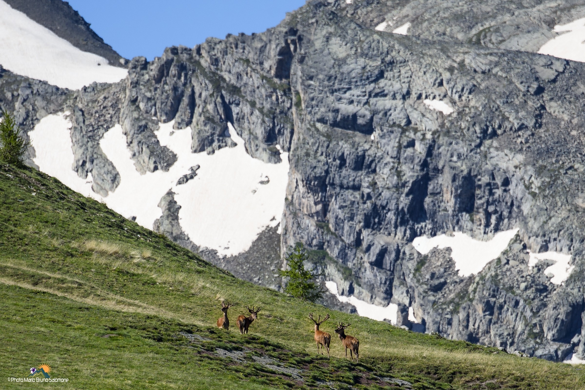 Cervi maschi , ambientati in alta montagna....