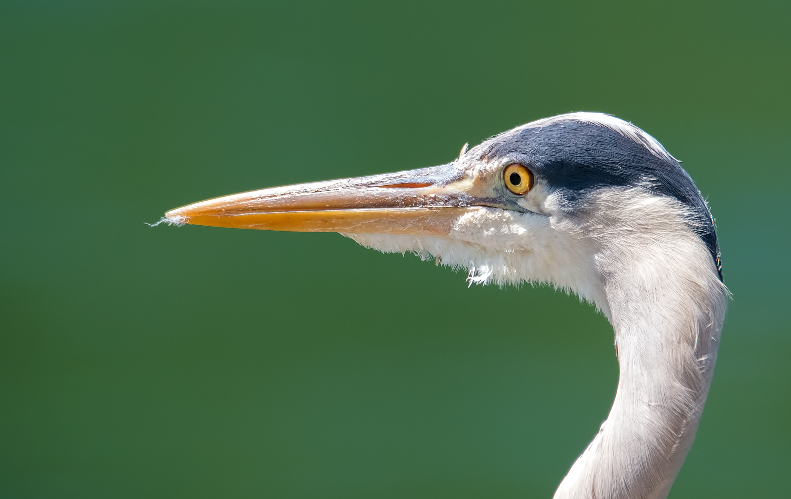 Grey Heron...