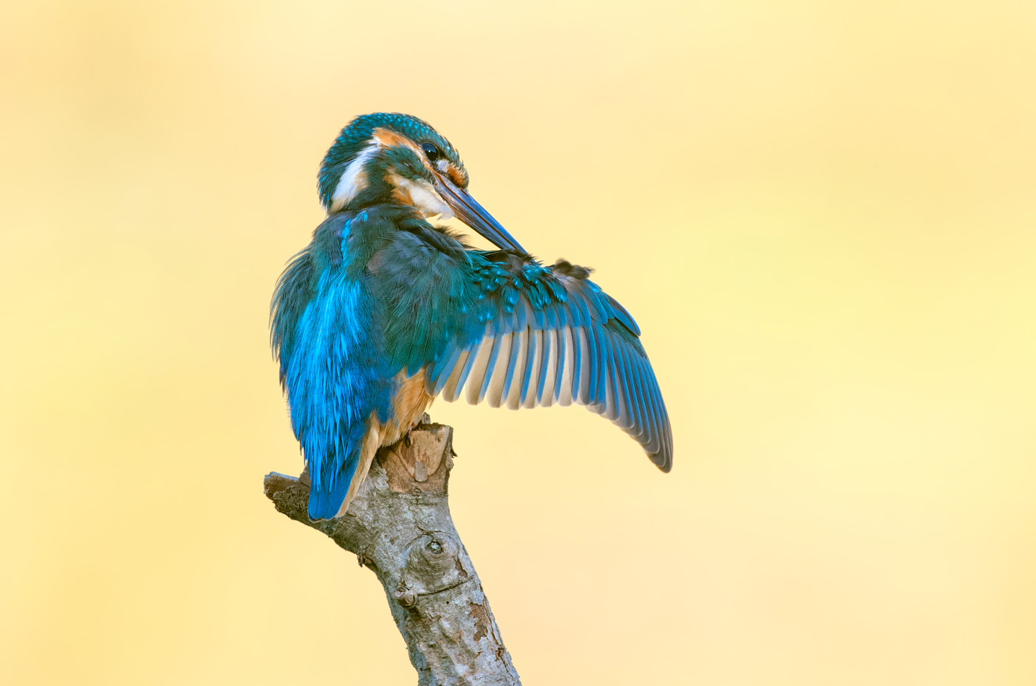common kingfisher...