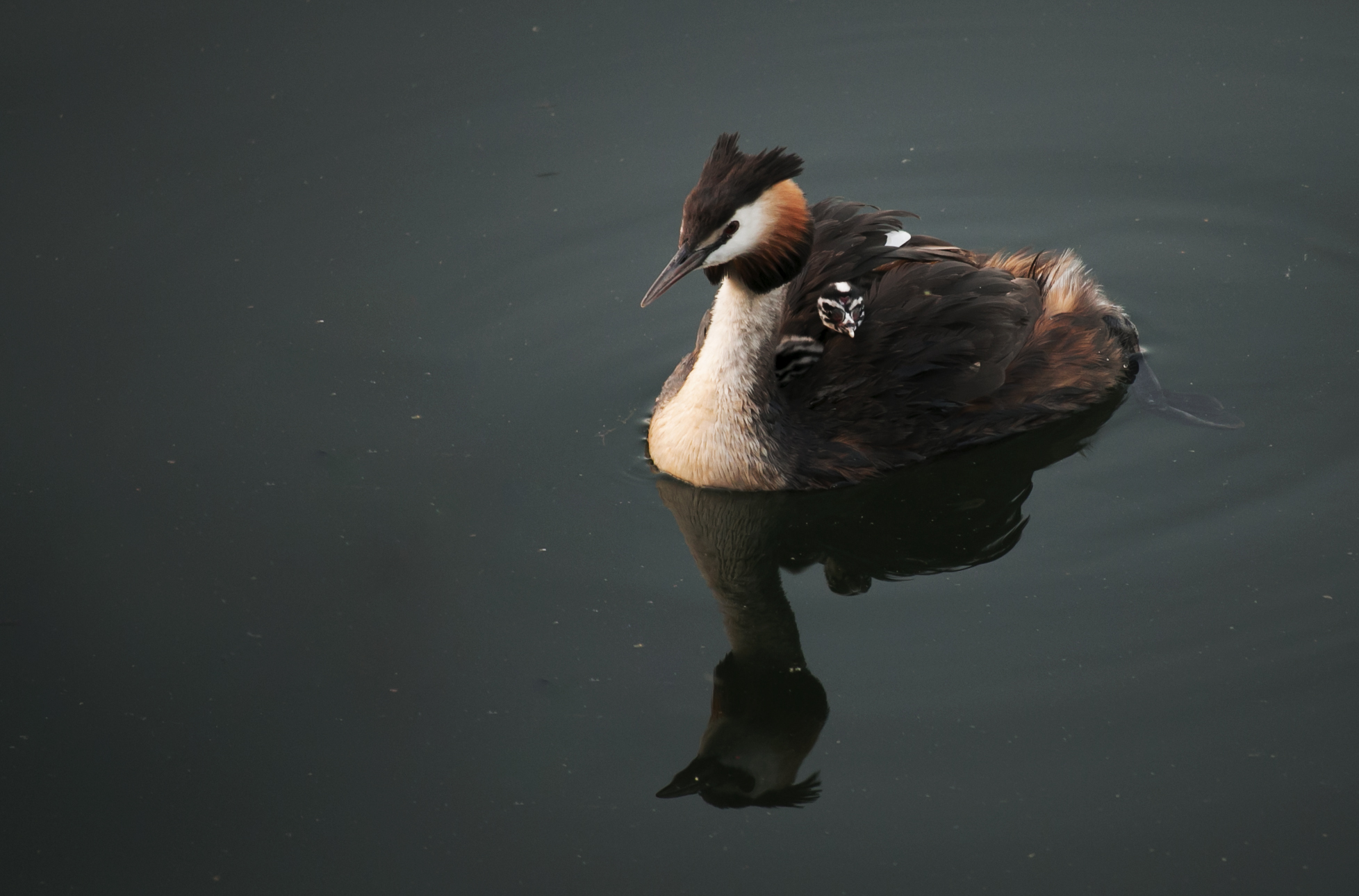 Great Crested Grebe...