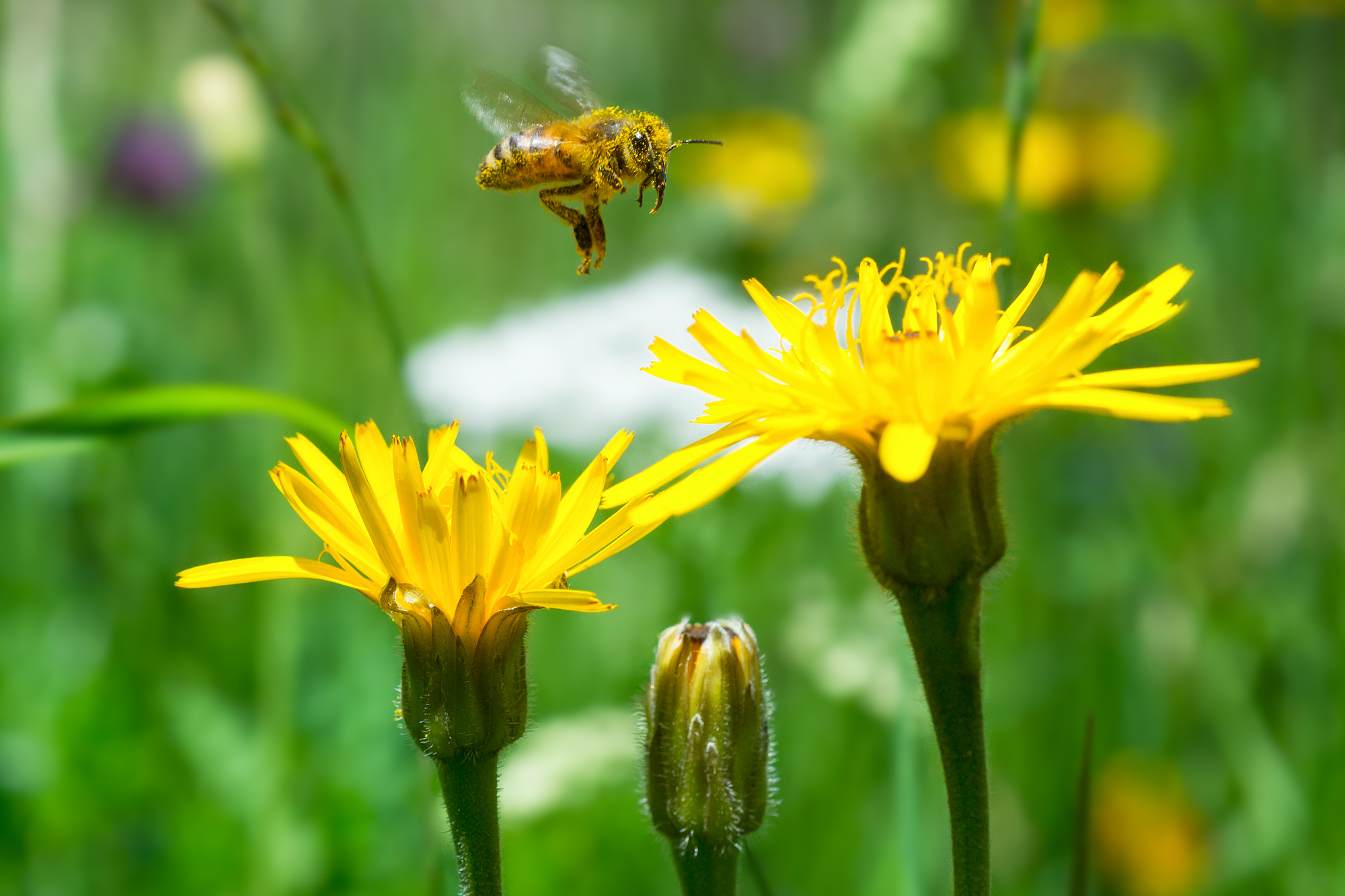 L'impollinatrice...
