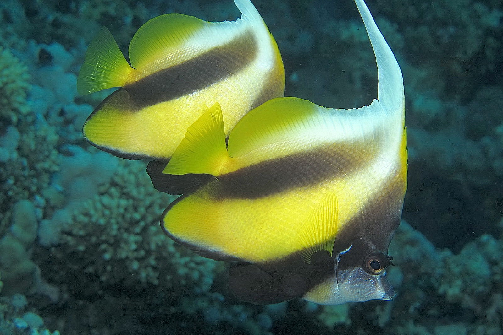coppia di farfalla bandiera - Woodhouse reef, Mar Rosso...