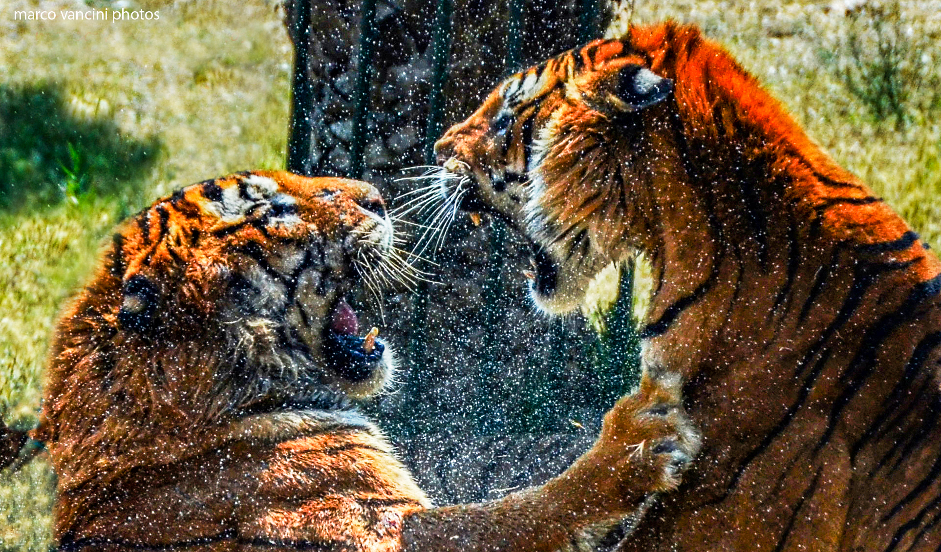 Tiger against Tiger...